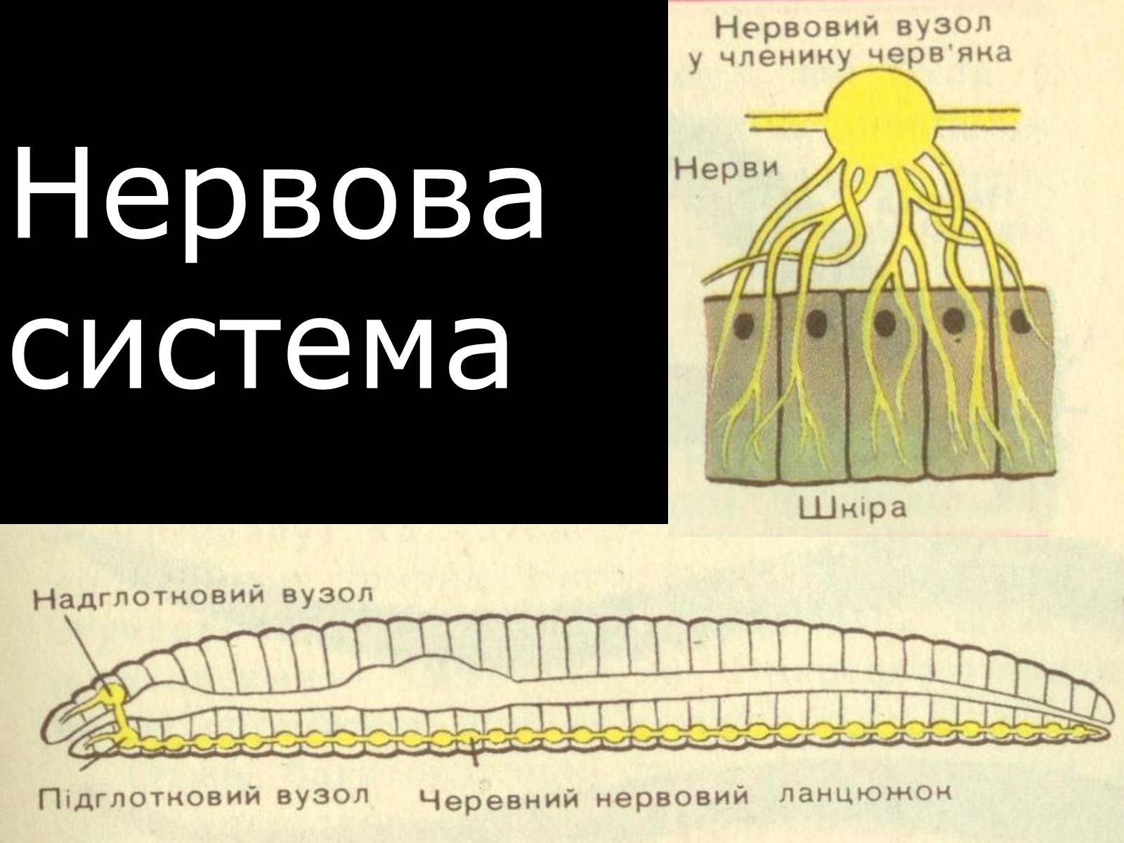 Презентація на тему «Малощетинкові черви» - Слайд #14