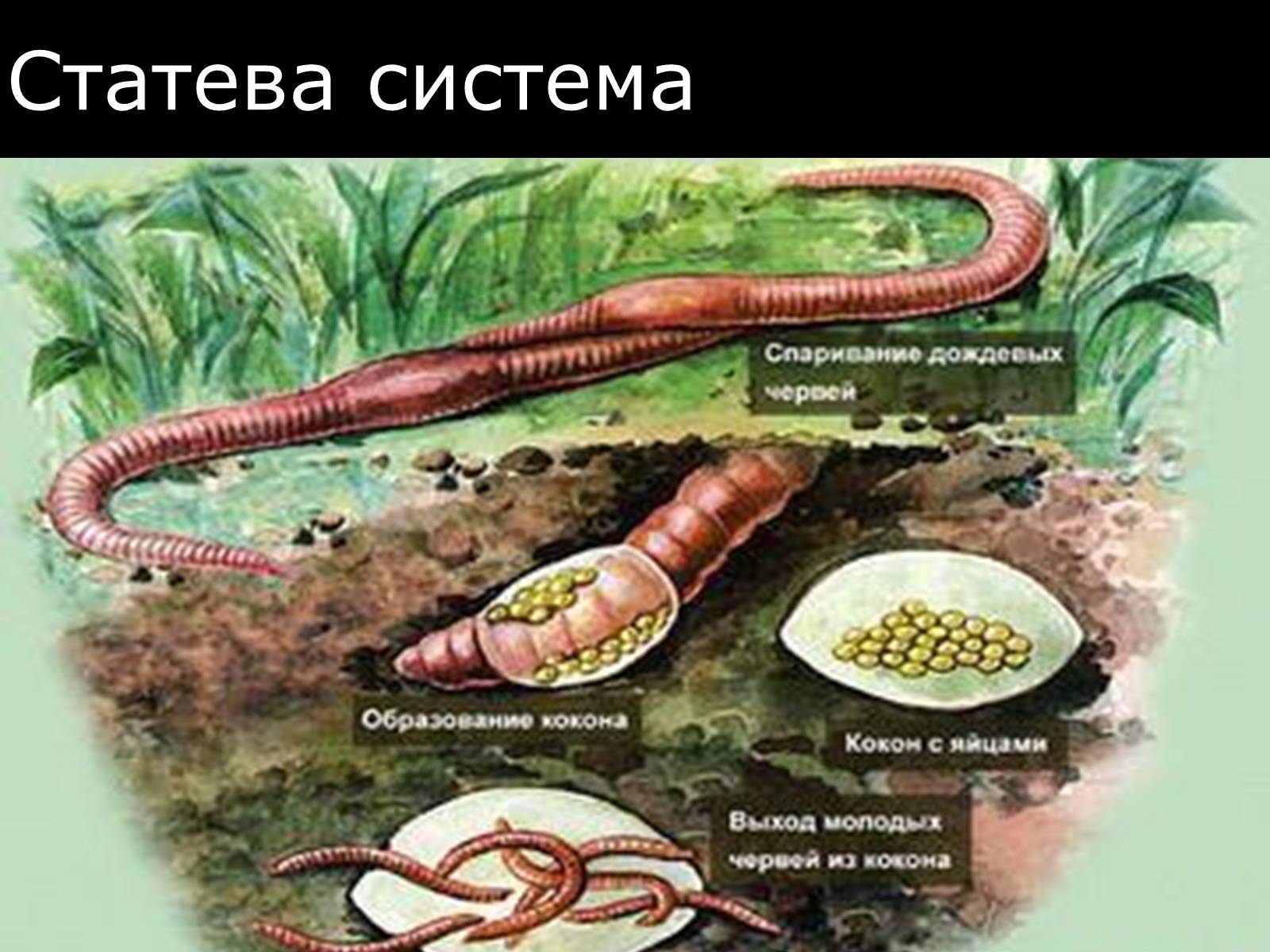 Развитие червей. Размножение кольчатых червей дождевой червь. Цикл развития дождевого червя схема. Система размножения кольчатых червей. Жизненный цикл дождевого червя схема.