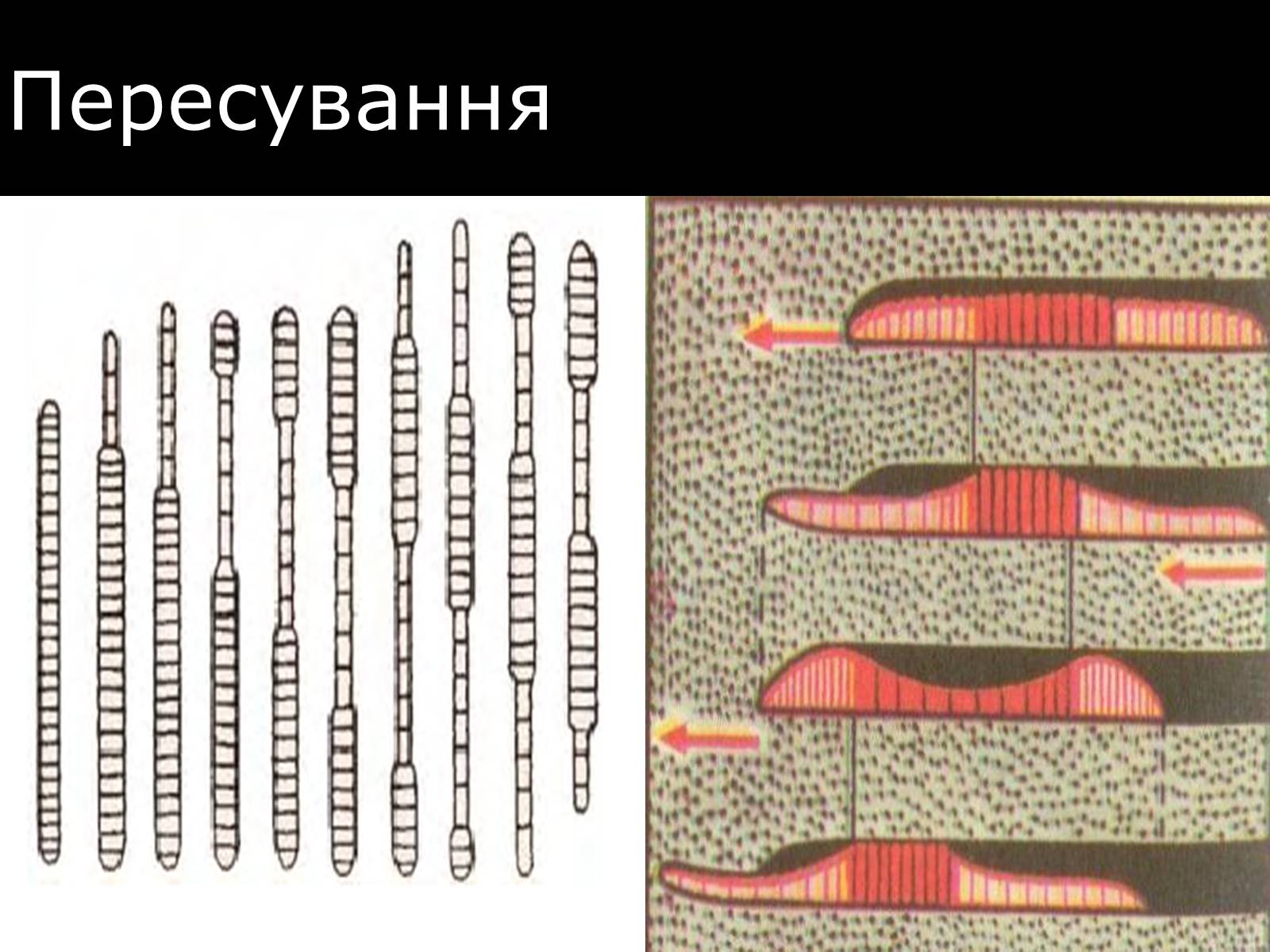 Презентація на тему «Малощетинкові черви» - Слайд #9