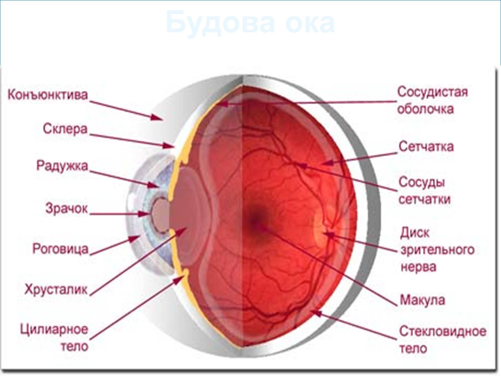Тест сетчатки глаза. Сосудистая оболочка глаза. Глаз в разрезе. Анатомия глаза.