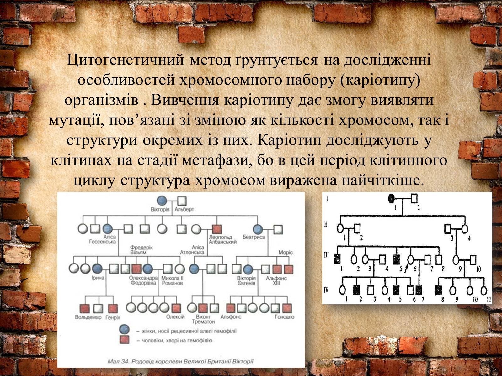 Презентація на тему «Методи генетичних досліджень» (варіант 2) - Слайд #5