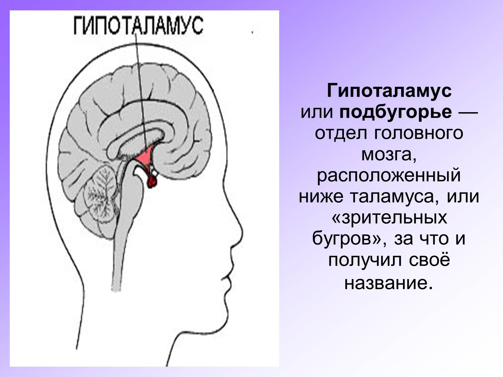 Презентація на тему «Гипоталамус» - Слайд #2