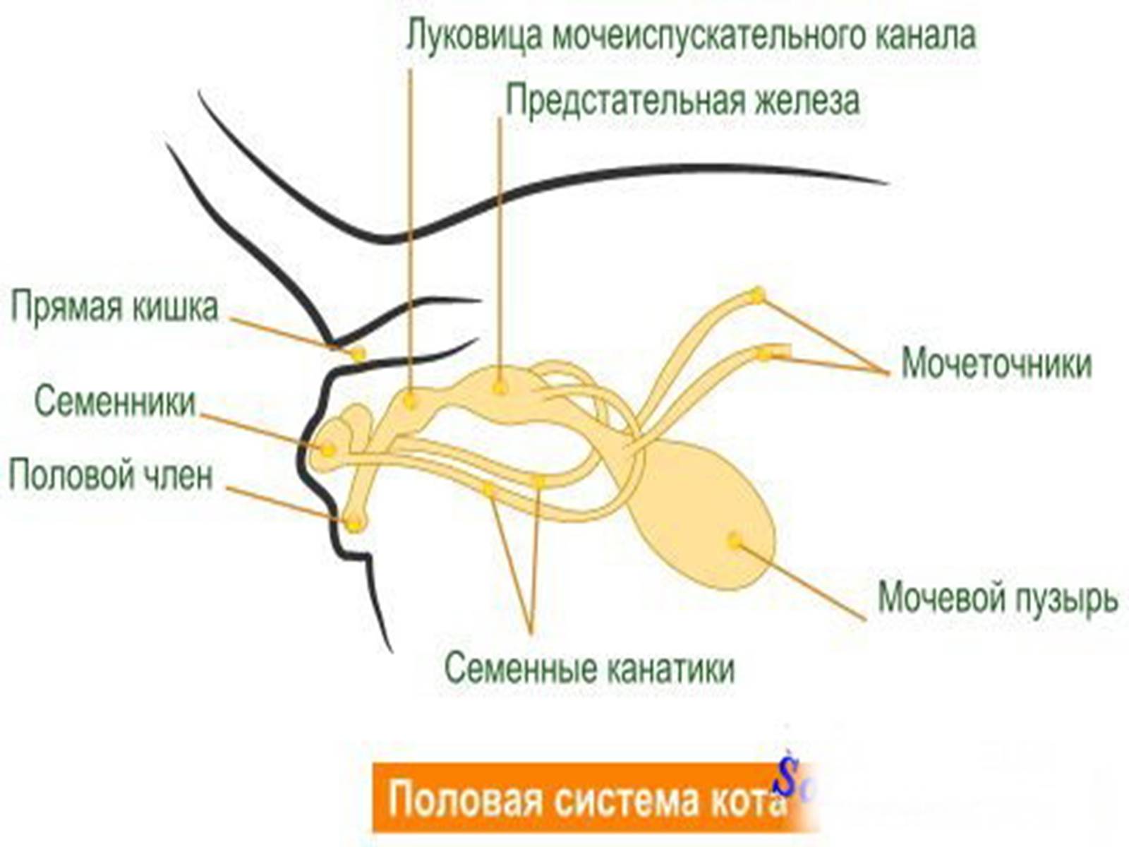 Мочеполовая система кобеля. Строение мочеполовой системы кобеля. Мочеполовая система кота анатомия. Строение мочеполовой системы кота. Предстательная железа у собак анатомия.