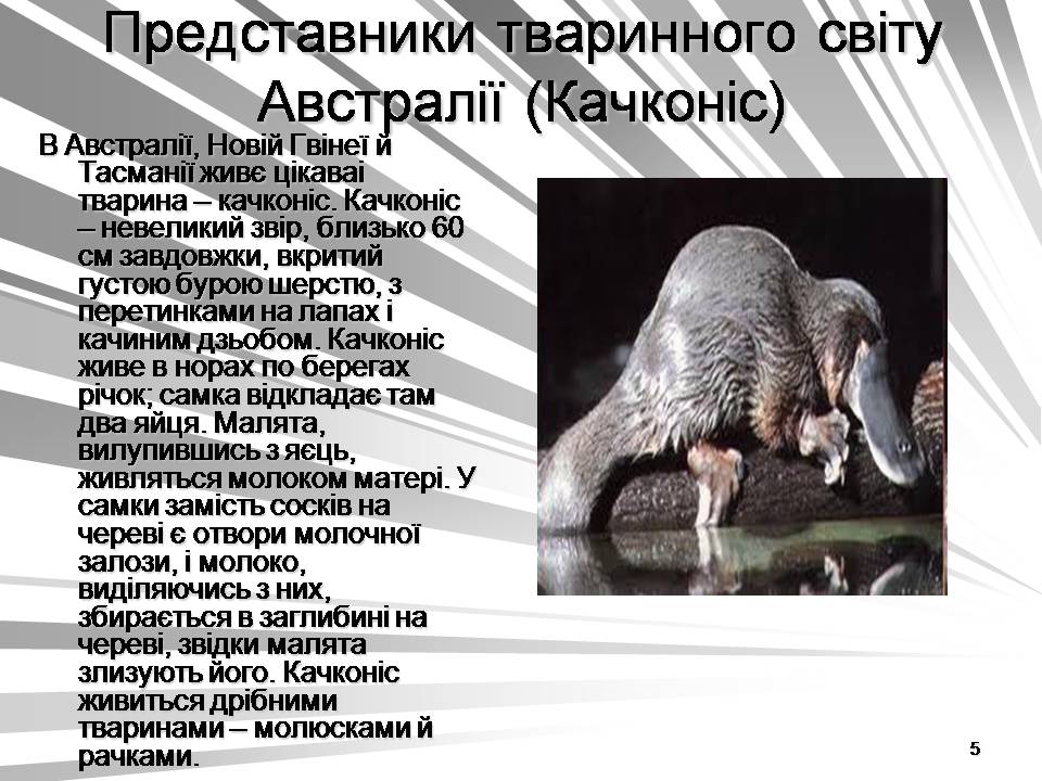 Презентація на тему «Австралія -Ноев ковчег для сумчастих тварин» - Слайд #5