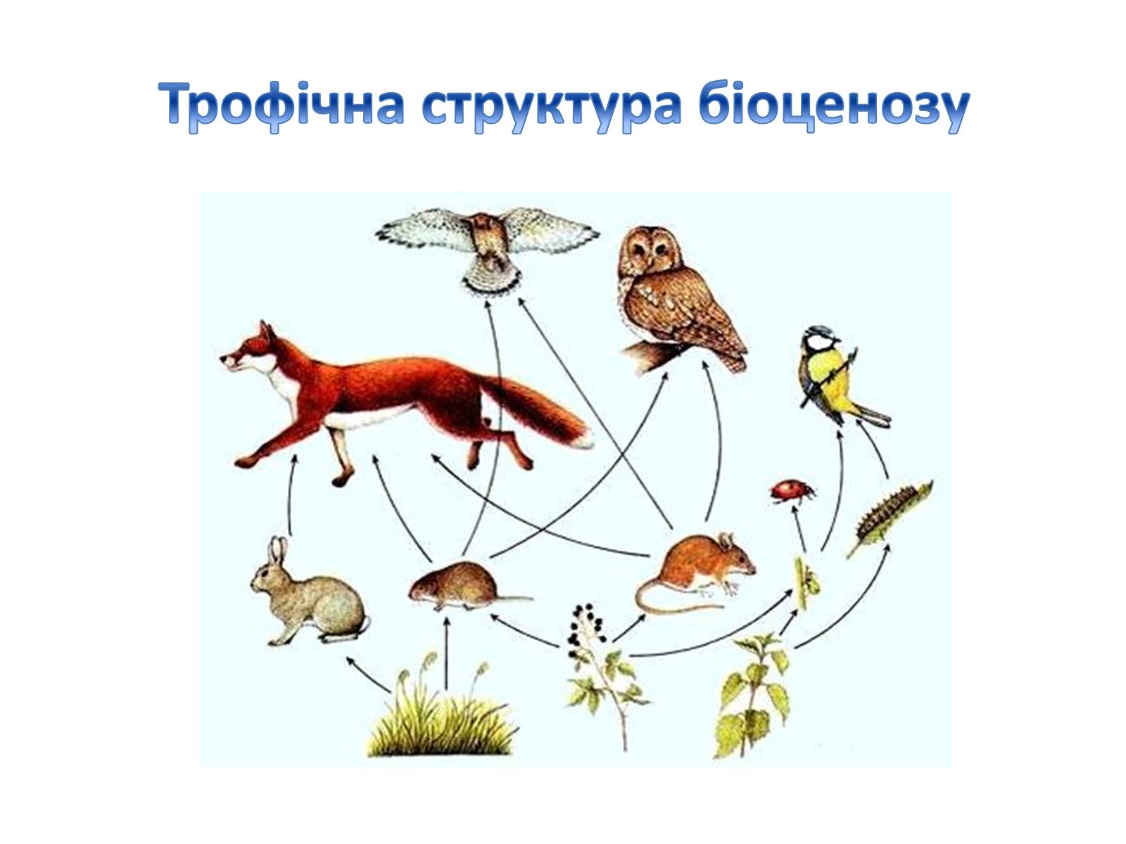 Сообщество обитающих совместно организмов разных видов вместе