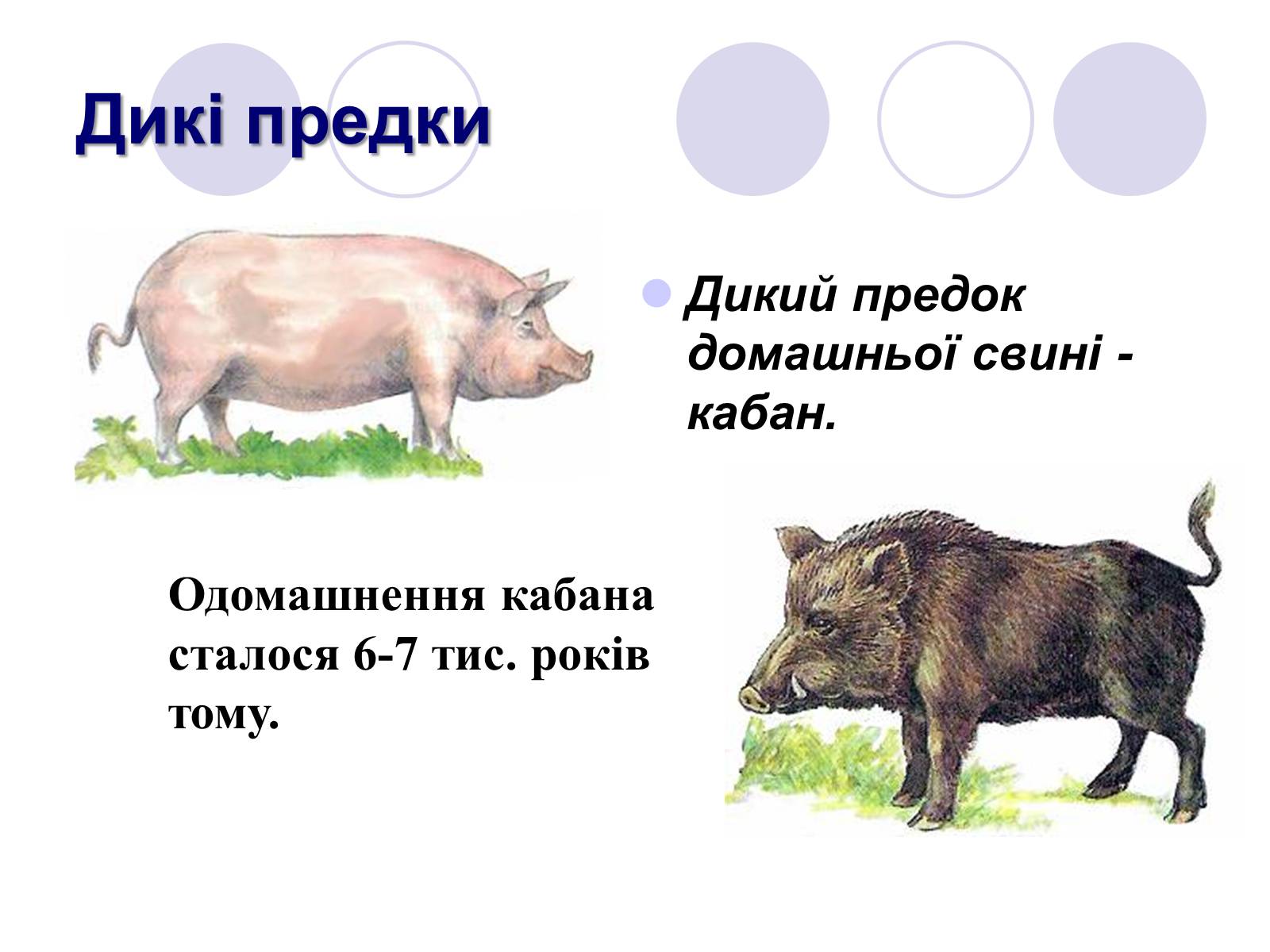 Дикие предки. Дикий предок свиньи. Предки домашних свиней. Предок домашней свиньи. Дикие предки домашних животных.