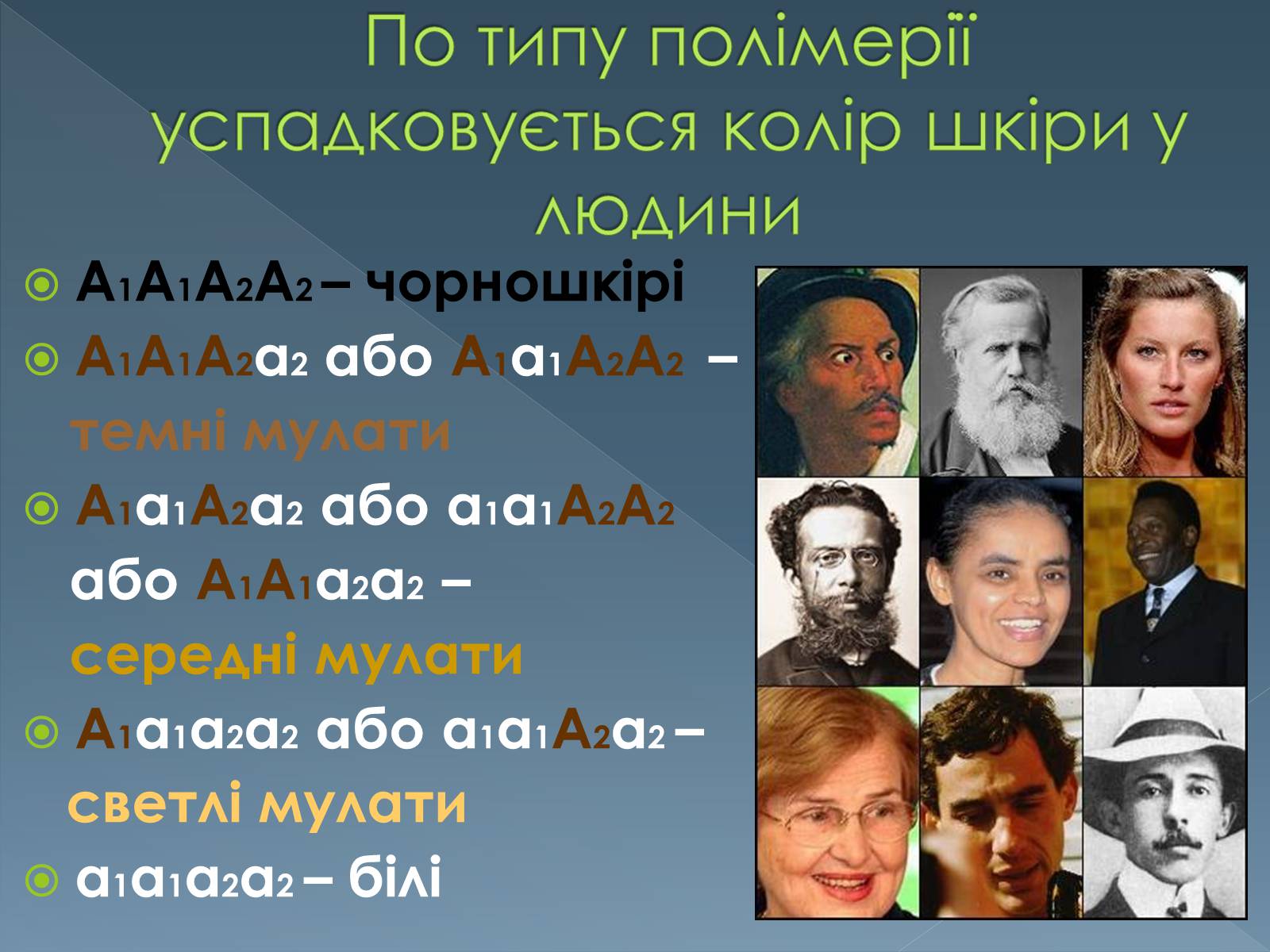 Презентація на тему «Типи взаємодії неалельних генів» - Слайд #12