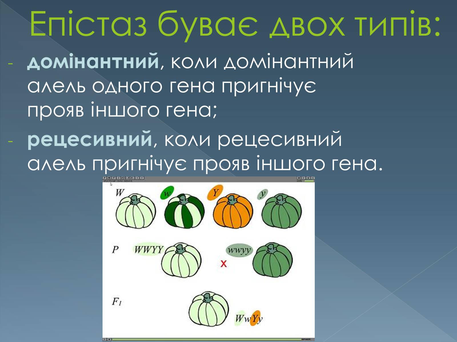 Презентація на тему «Типи взаємодії неалельних генів» - Слайд #4