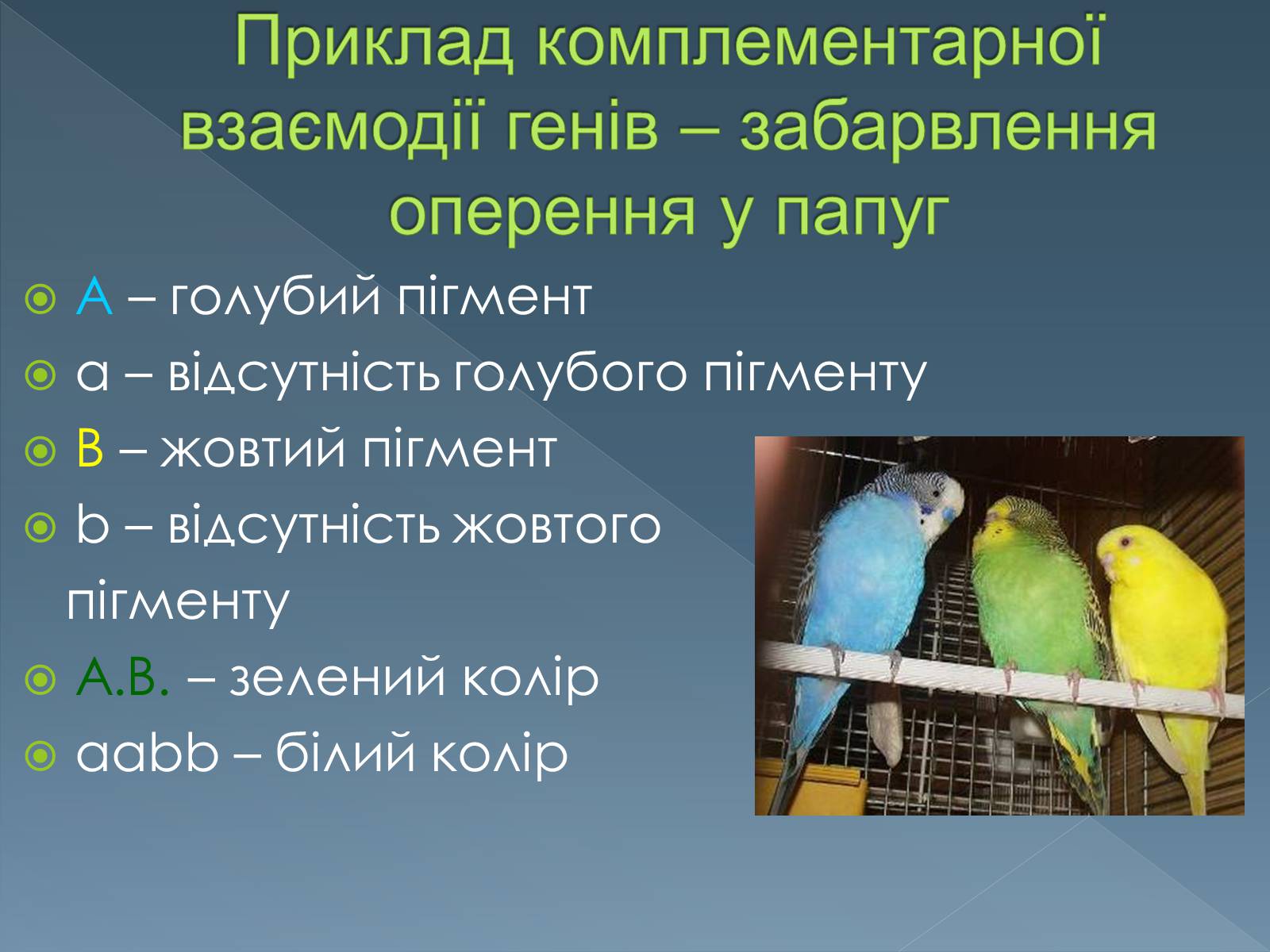 Презентація на тему «Типи взаємодії неалельних генів» - Слайд #7