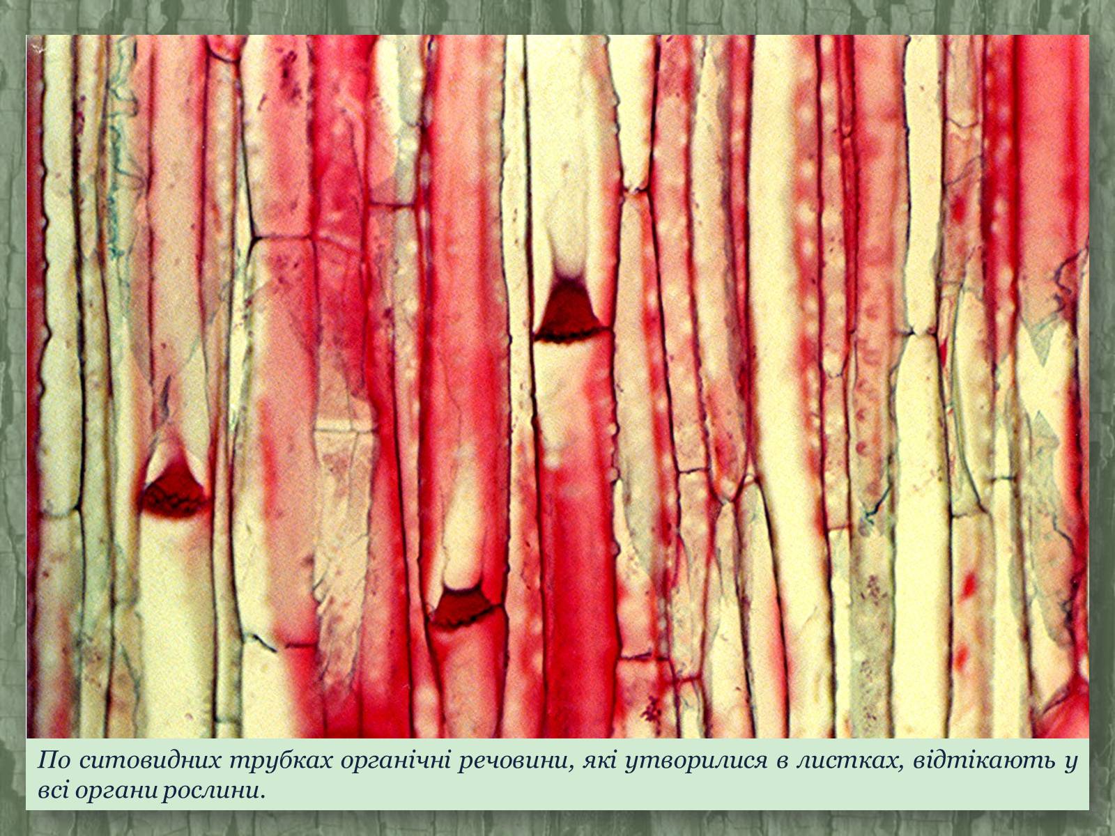 Сосуды флоэмы. Ситовидные трубки растений под микроскопом. Ксилема микрофотография. Ситовидные трубки микроскопия. Ткань флоэма под микроскопом.