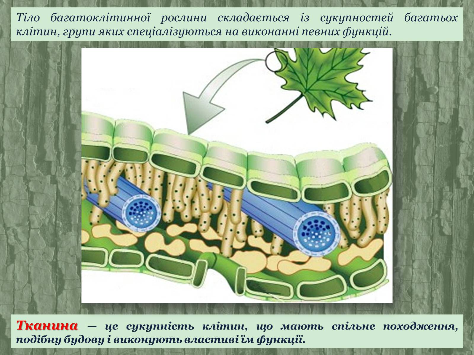 Презентація на тему «Рослинні тканини» (варіант 2) - Слайд #3