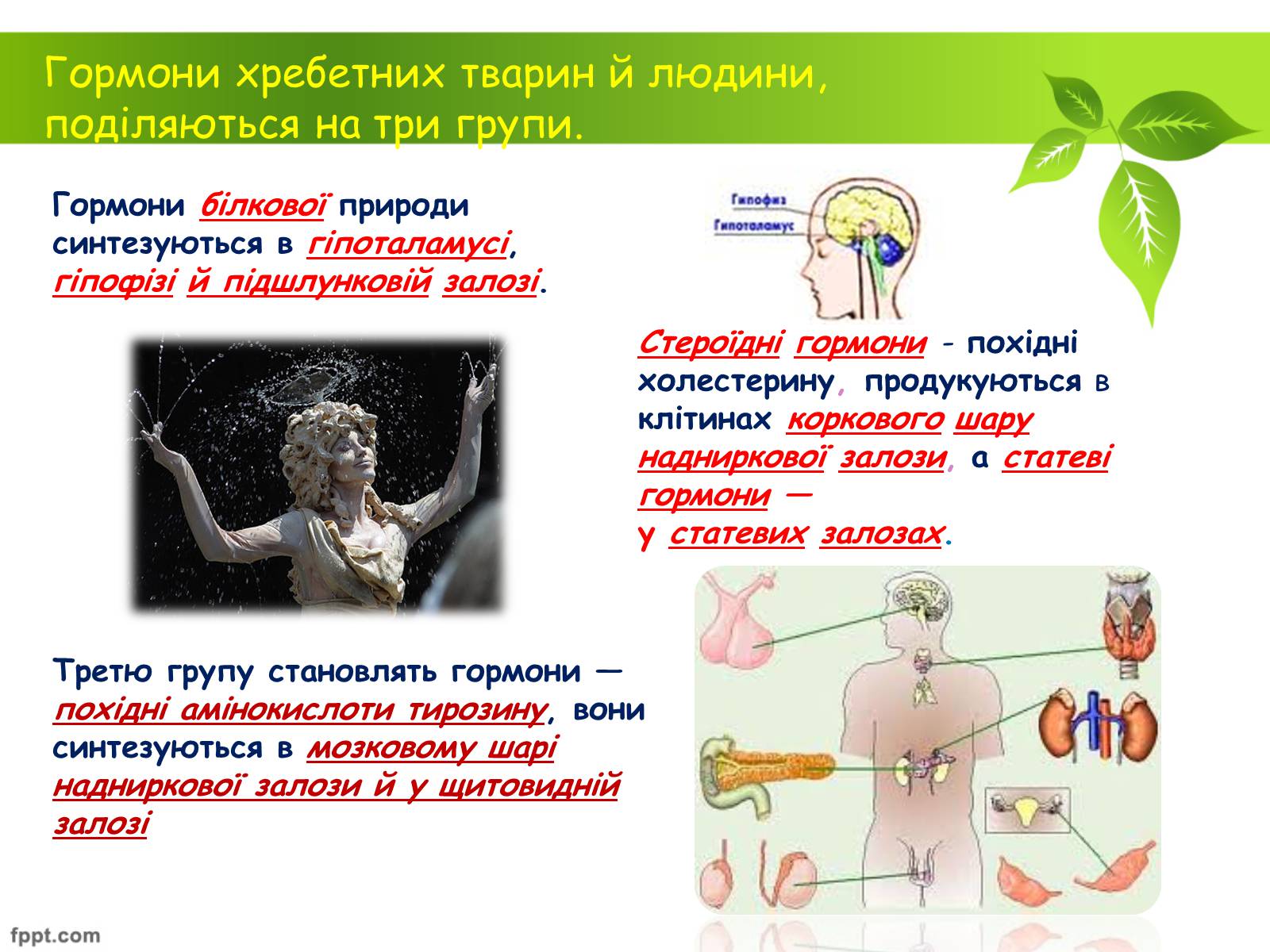 Презентація на тему «Біологічно активні речовини» - Слайд #4