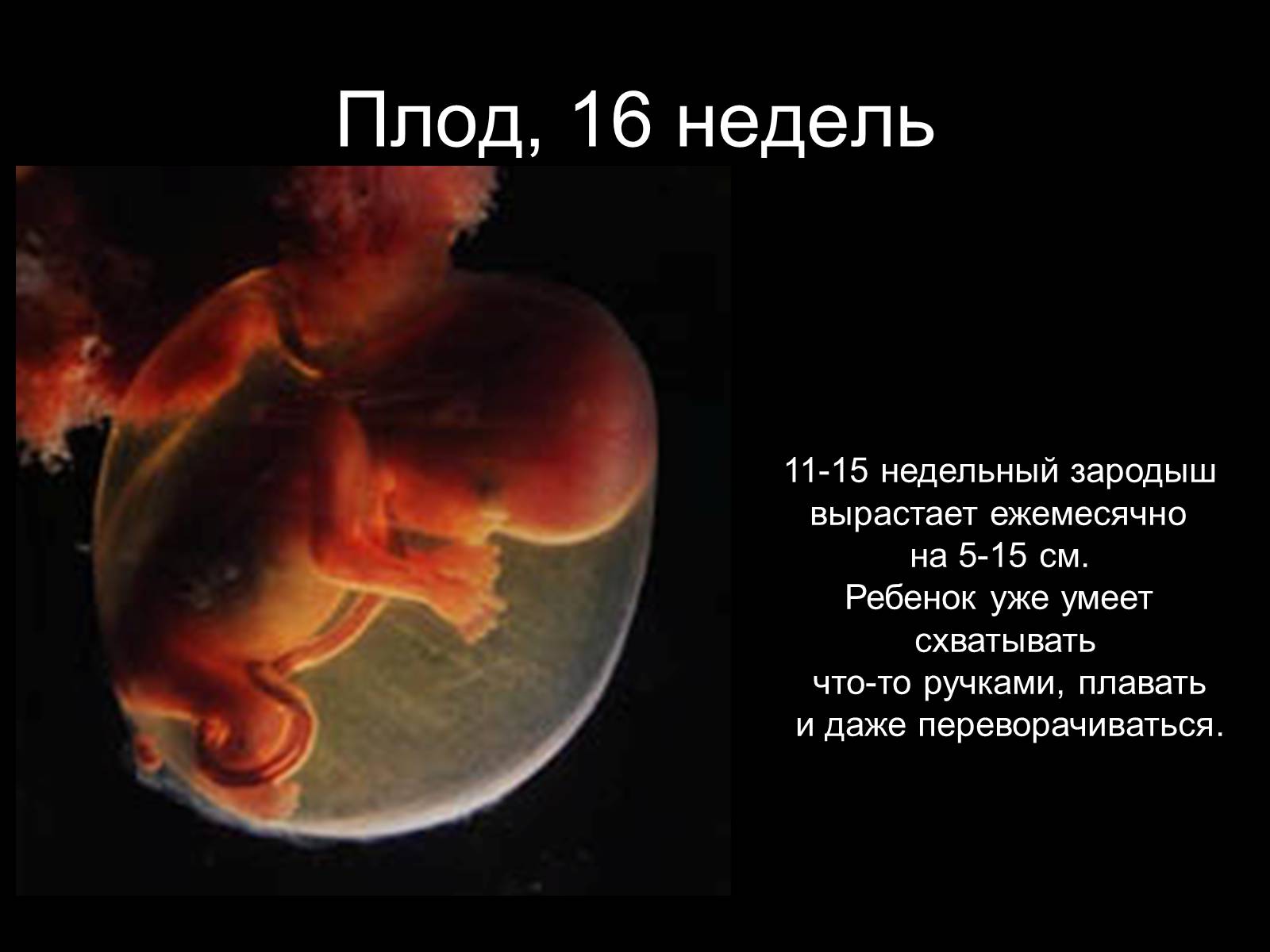 Шестнадцати недель. Размер эмбриона на 16 неделе беременности. Как выглядит плод в 16 недель. Размер эмбриона 16 недель. 16 Неделя беременности 16 неделя беременности.