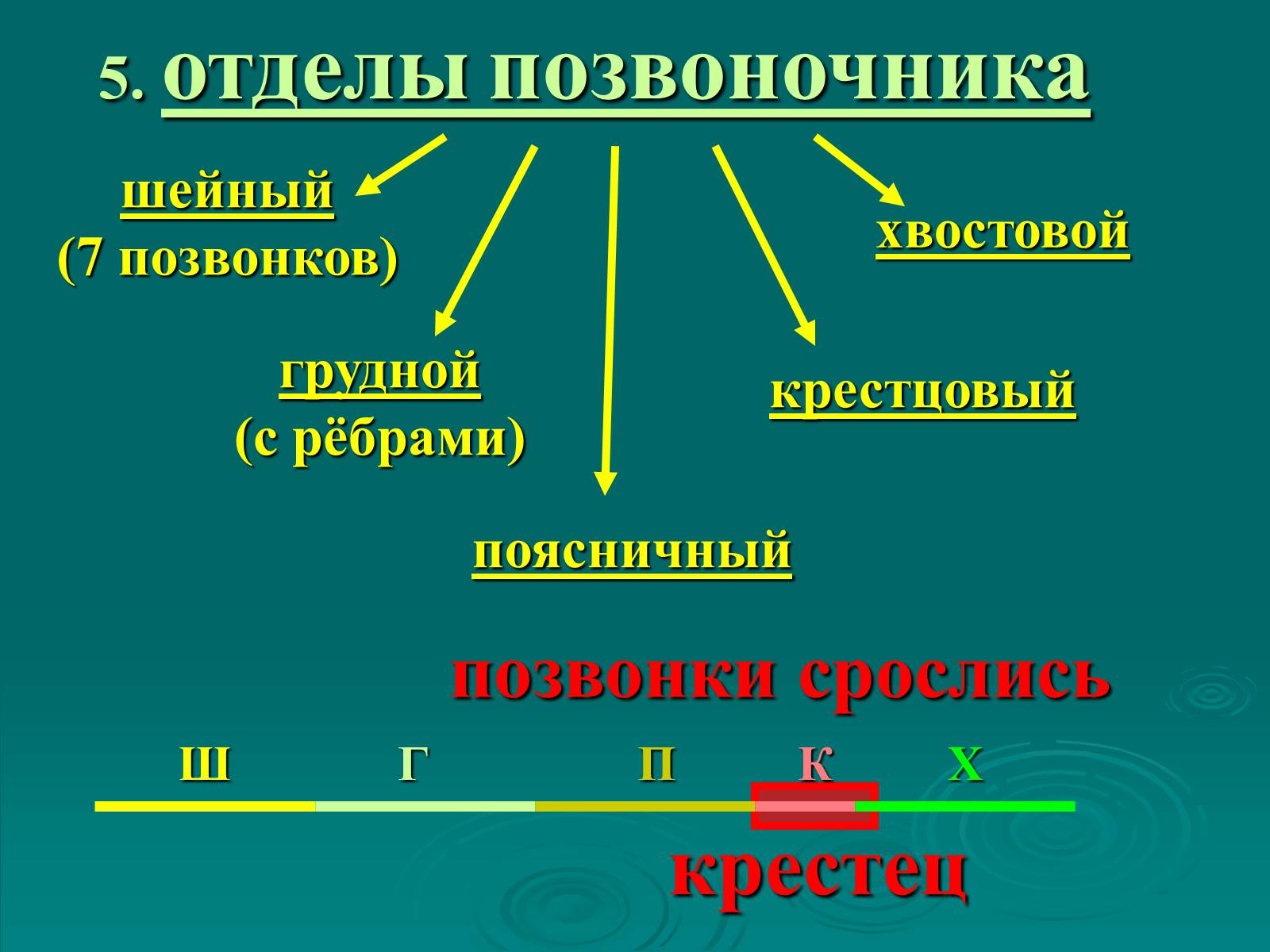 Презентація на тему «Класс Млекопитающие» (варіант 2) - Слайд #10