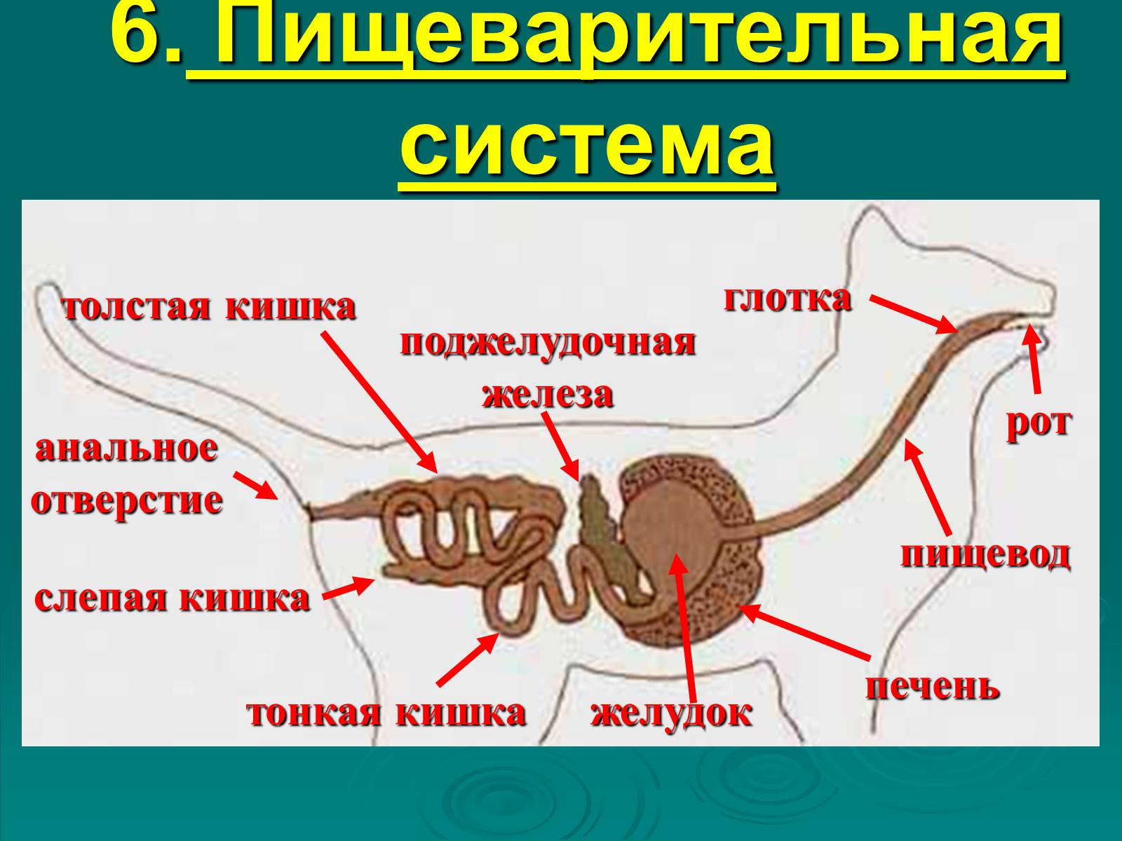 Слепая кишка у животных