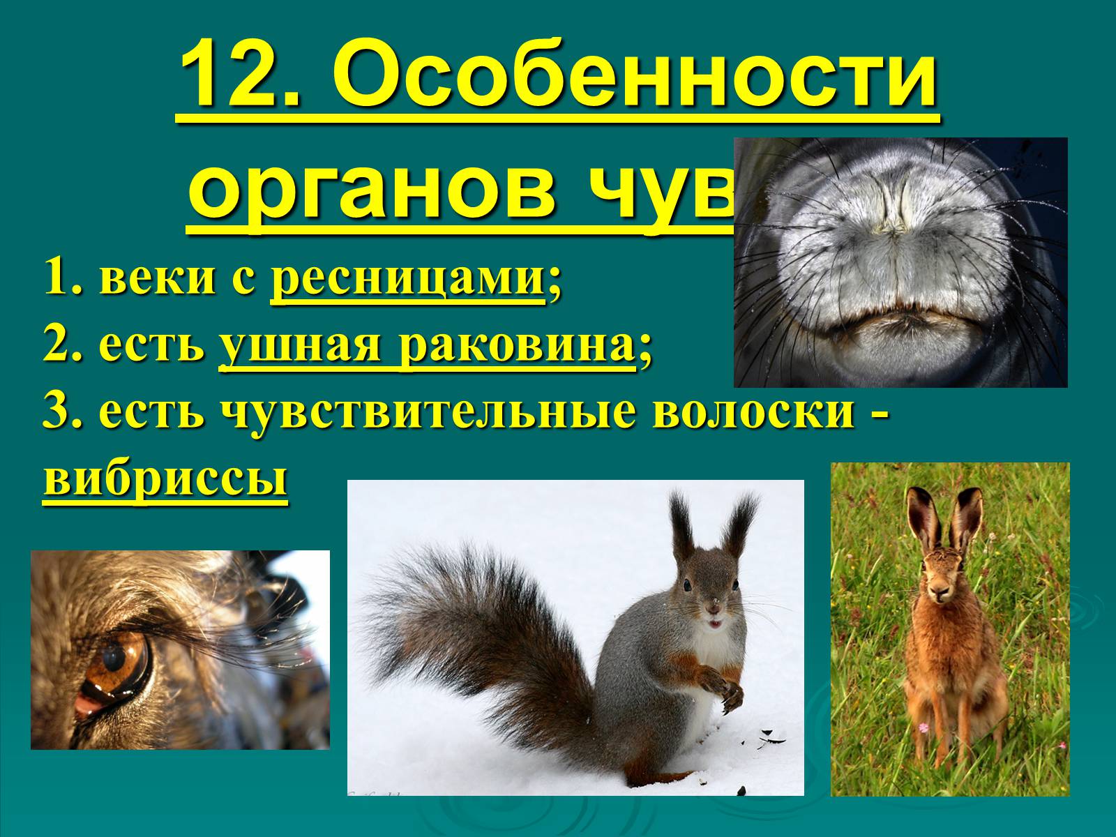 Презентація на тему «Класс Млекопитающие» (варіант 2) - Слайд #21