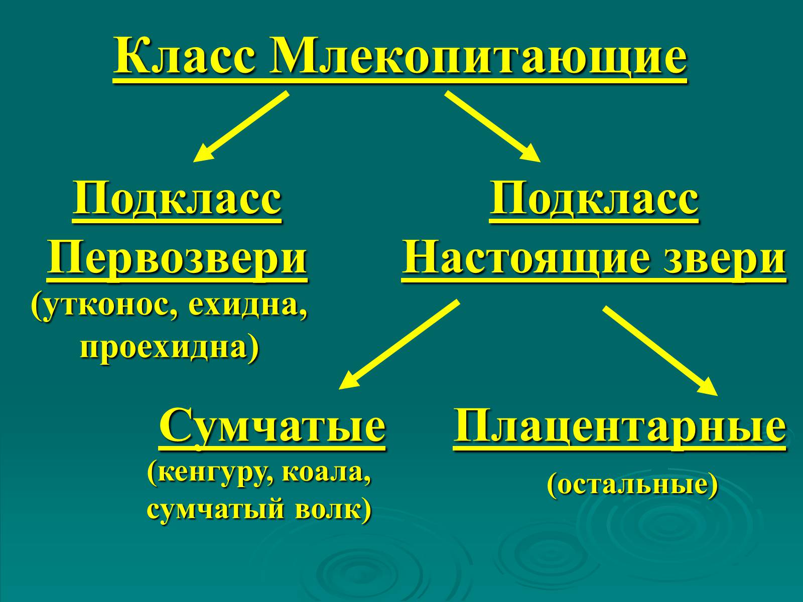 Презентація на тему «Класс Млекопитающие» (варіант 2) - Слайд #37