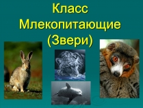 Презентація на тему «Класс Млекопитающие» (варіант 2)