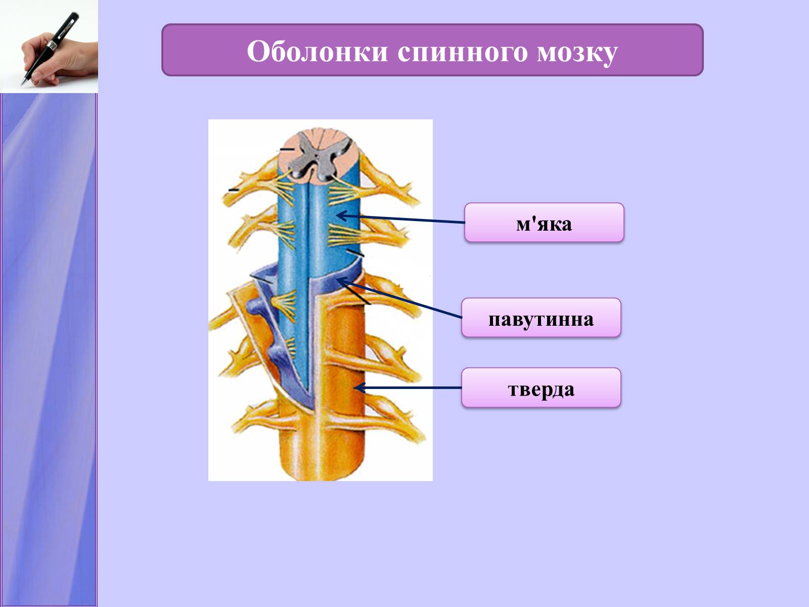 Прямо спинного. Оболочки спинного мозга биология 8 класс. Три оболочки спинного мозга. Оболонки спинного мозку. Оболочки спинного мозга животных.