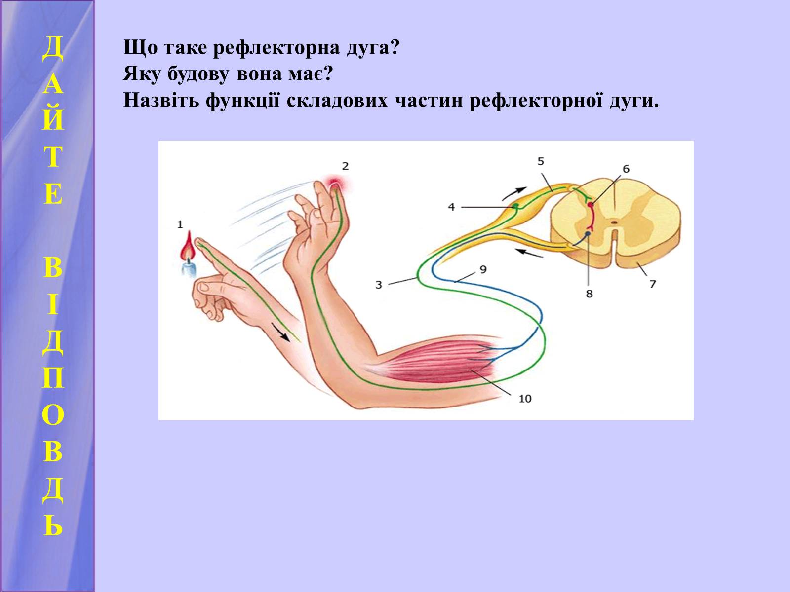 Презентація на тему «Нервова регуляція функцій організму» - Слайд #6