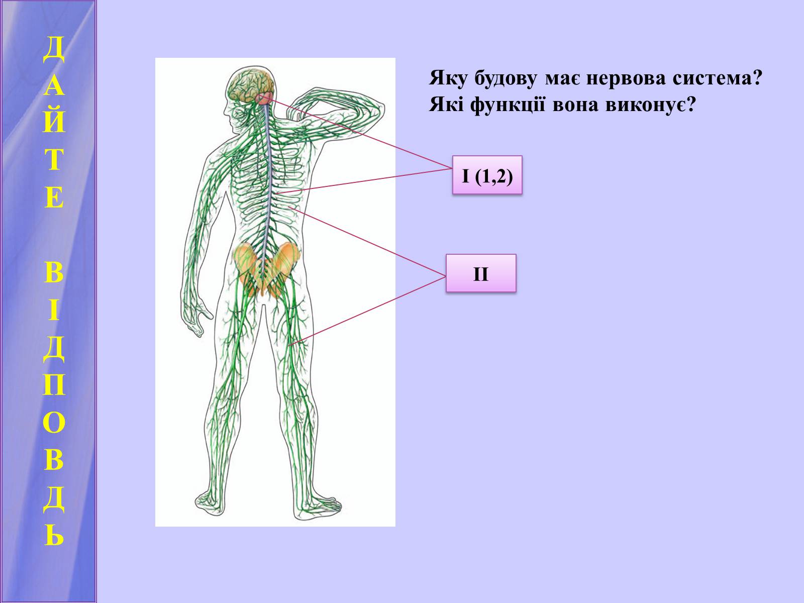 Презентація на тему «Нервова регуляція функцій організму» - Слайд #7