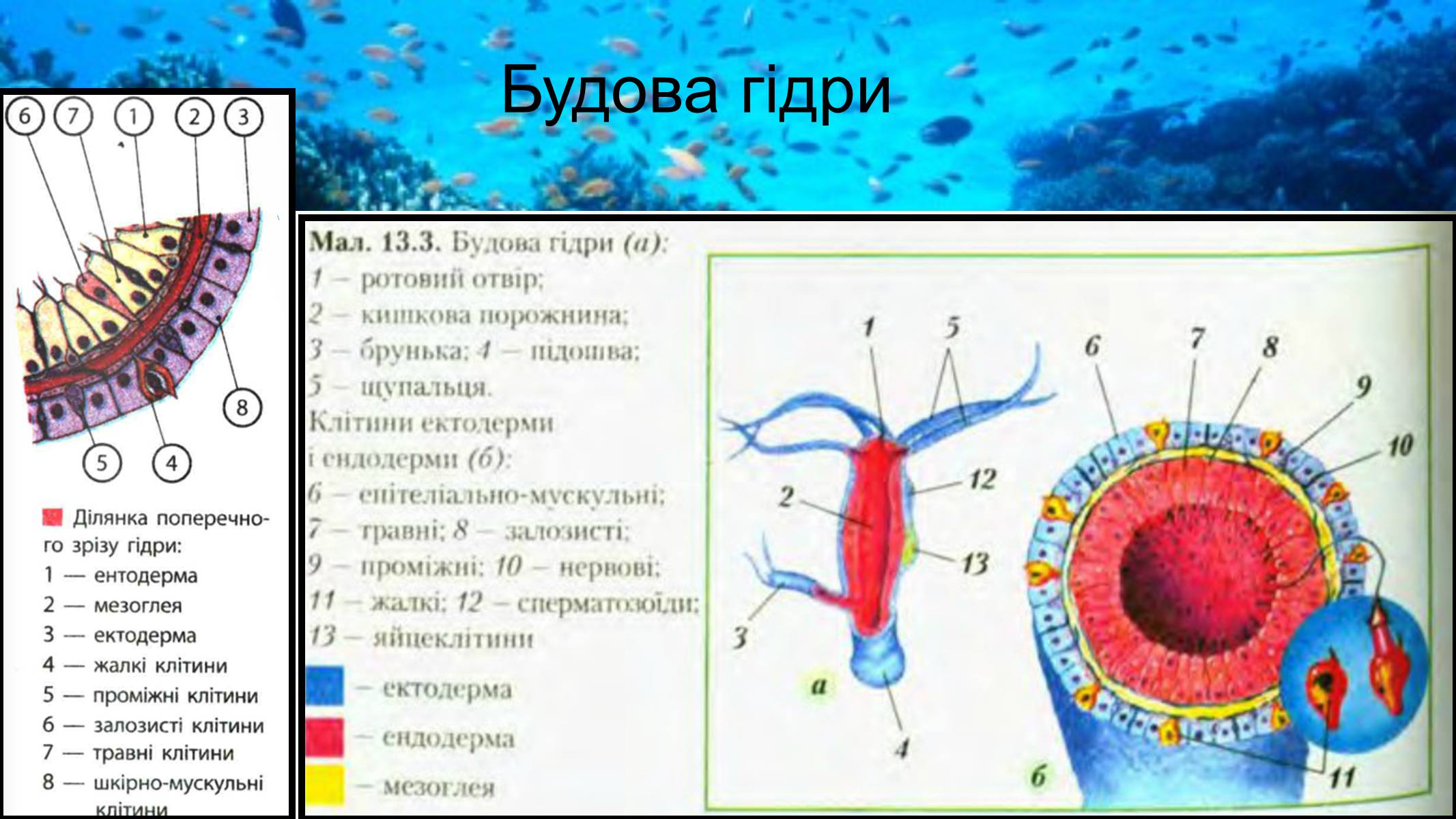 Презентація на тему «Тип Губки» (варіант 2) - Слайд #14