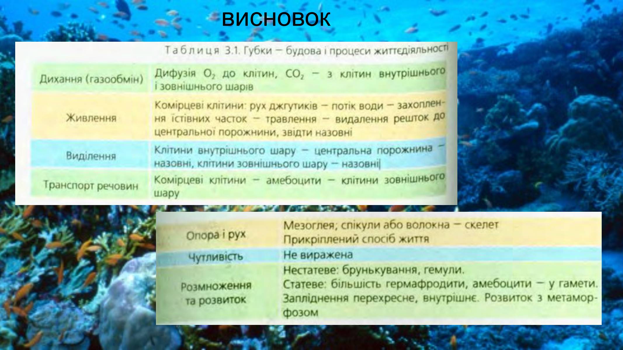 Презентація на тему «Тип Губки» (варіант 2) - Слайд #8