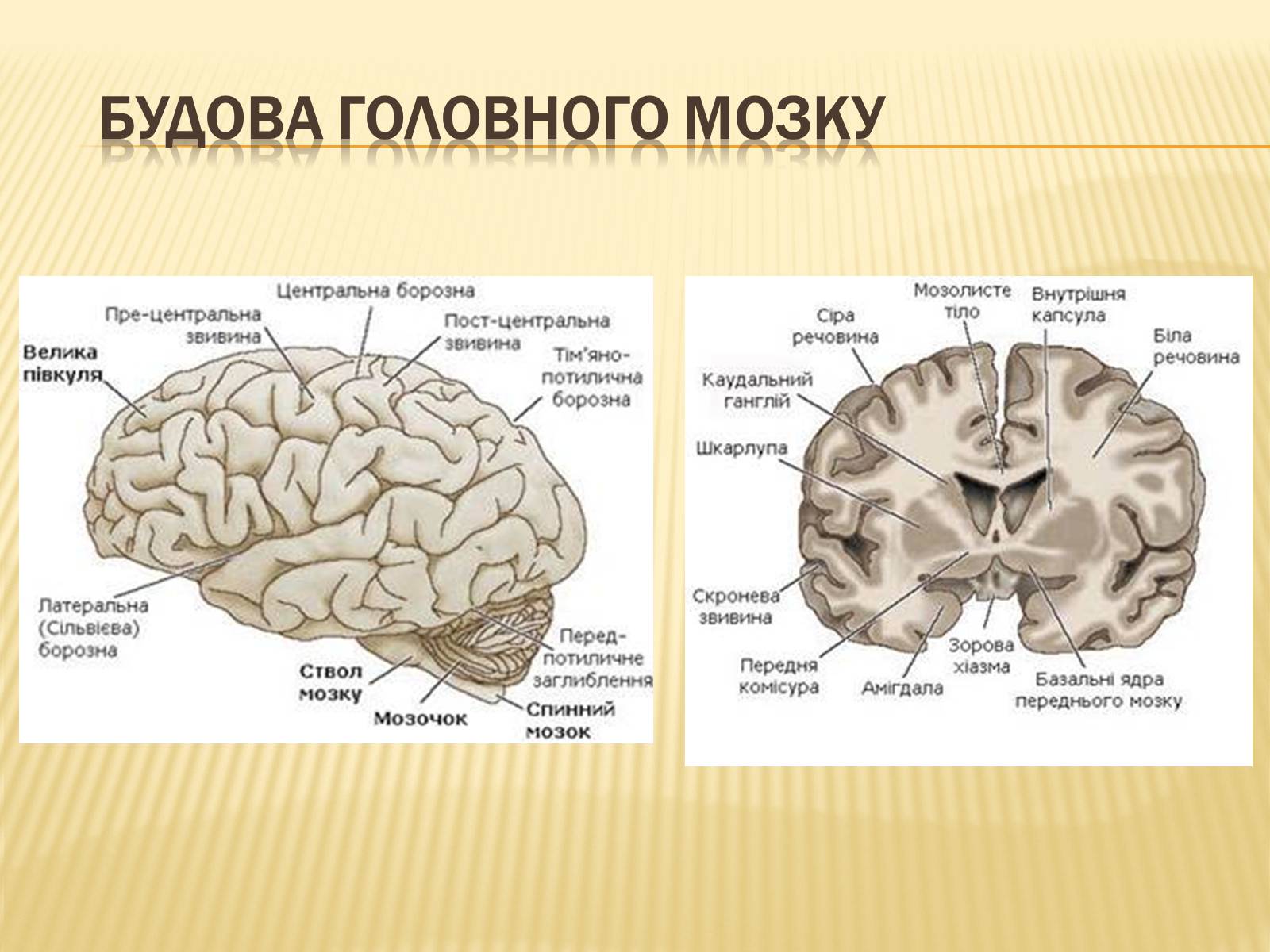 Тест по теме головной мозг. Будова головного мозку. Головний мозок людини. Частинами головного мозку.. Мозок людини будова.