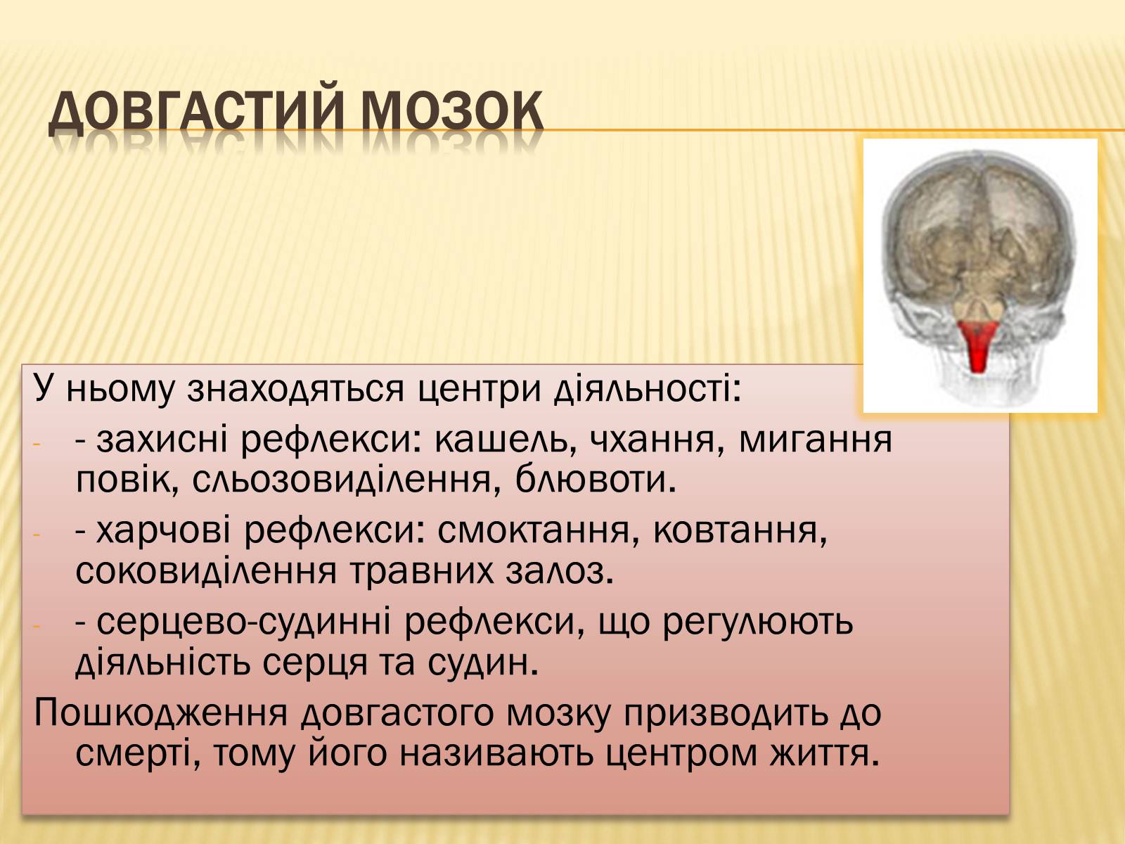 Презентація на тему «Головний мозок» (варіант 1) - Слайд #17