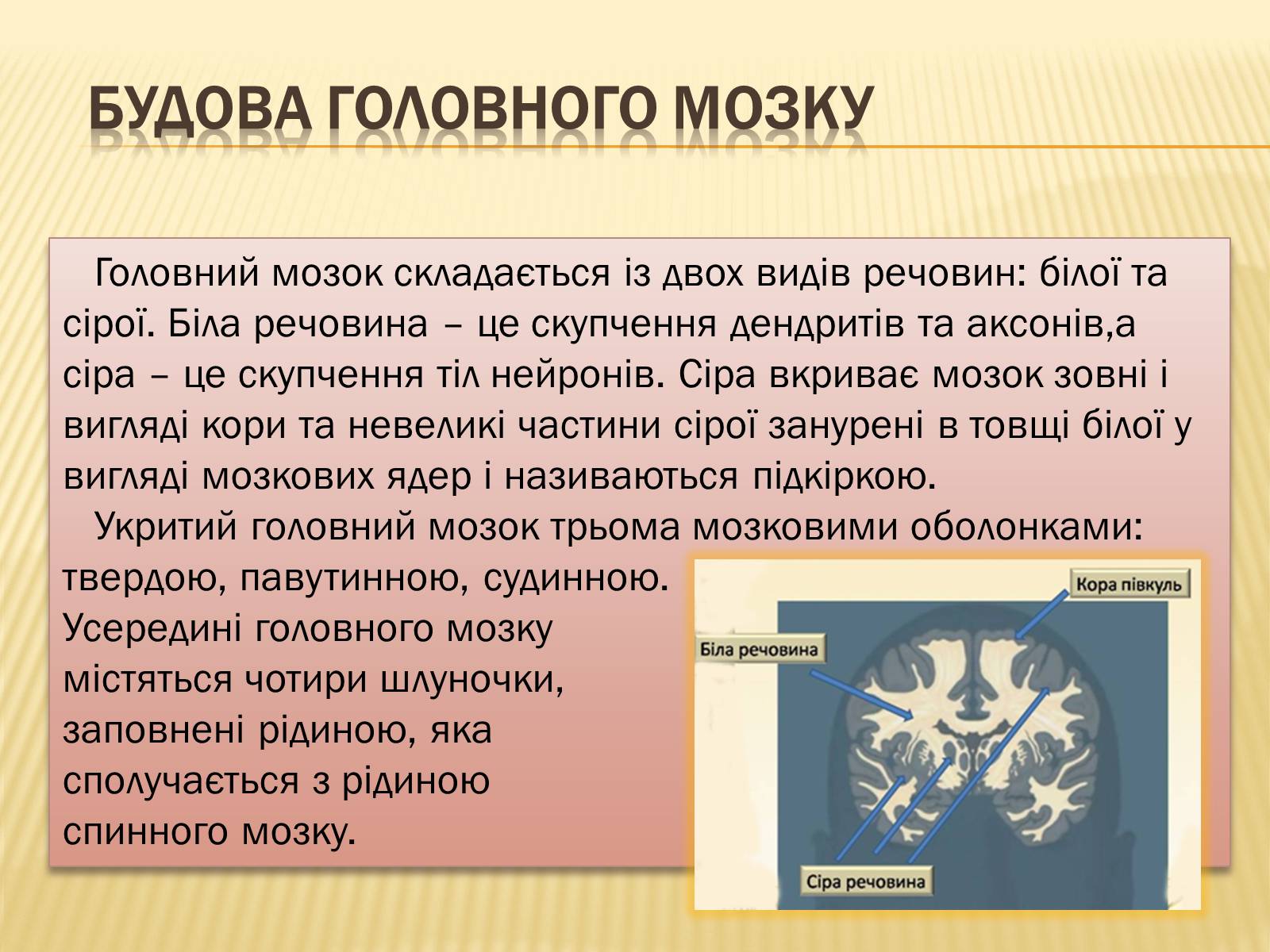 Презентація на тему «Головний мозок» (варіант 1) - Слайд #9