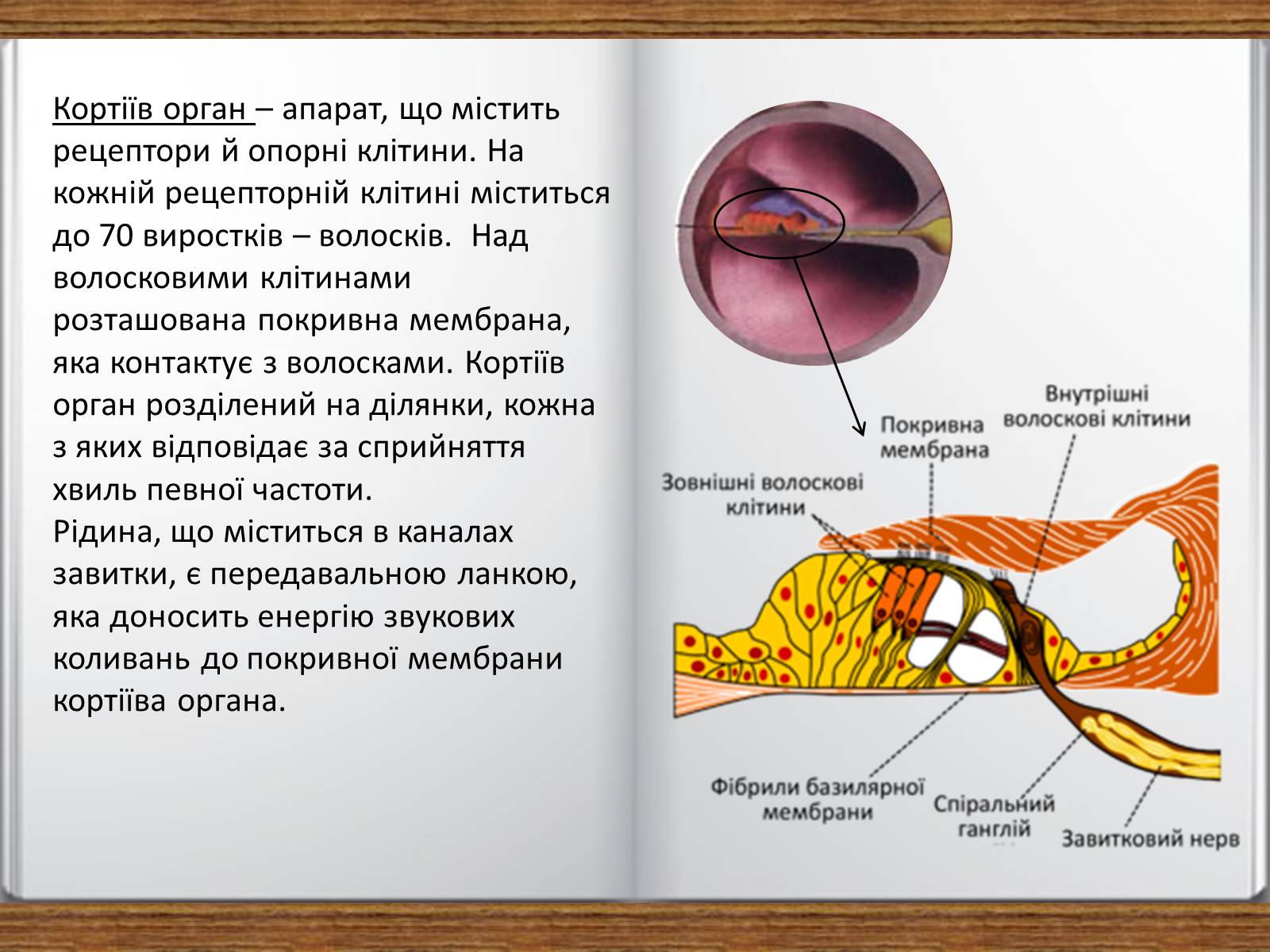 Презентація на тему «Слухова сенсорна система» - Слайд #9