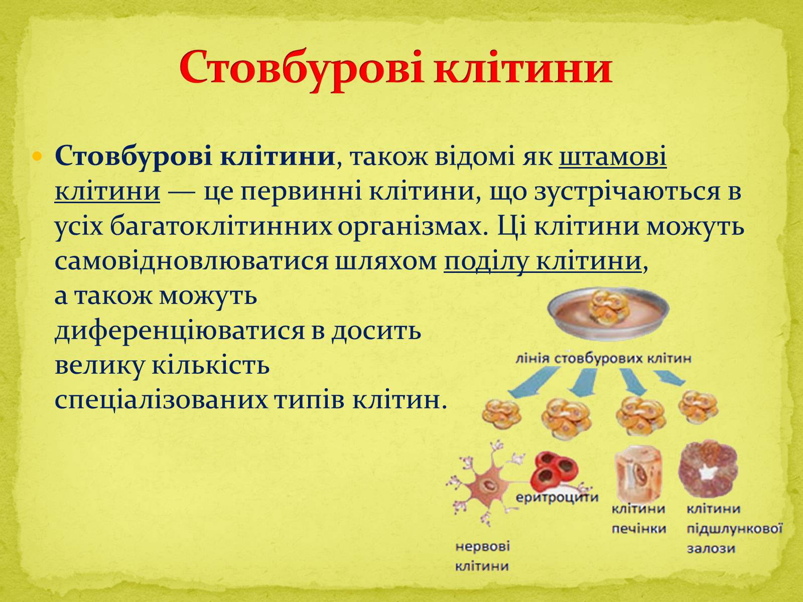 Презентація на тему «Основні напрямки сучасної біотехнології» (варіант 1) - Слайд #12