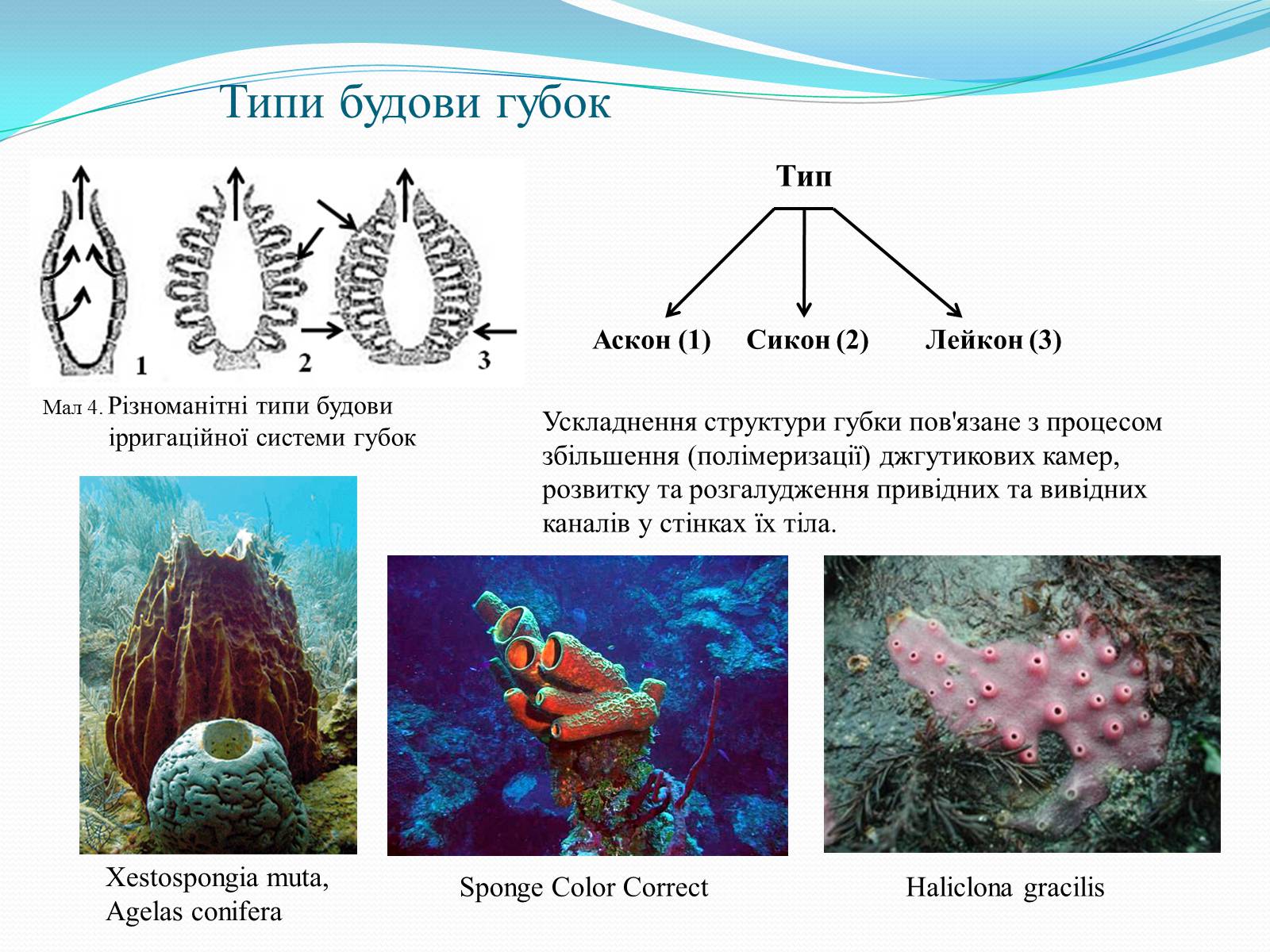 Королева губок хонкай