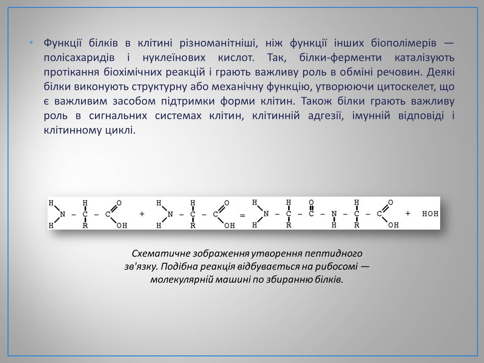 Презентація на тему «Білки, жири, вуглеводи» (варіант 1) - Слайд #4