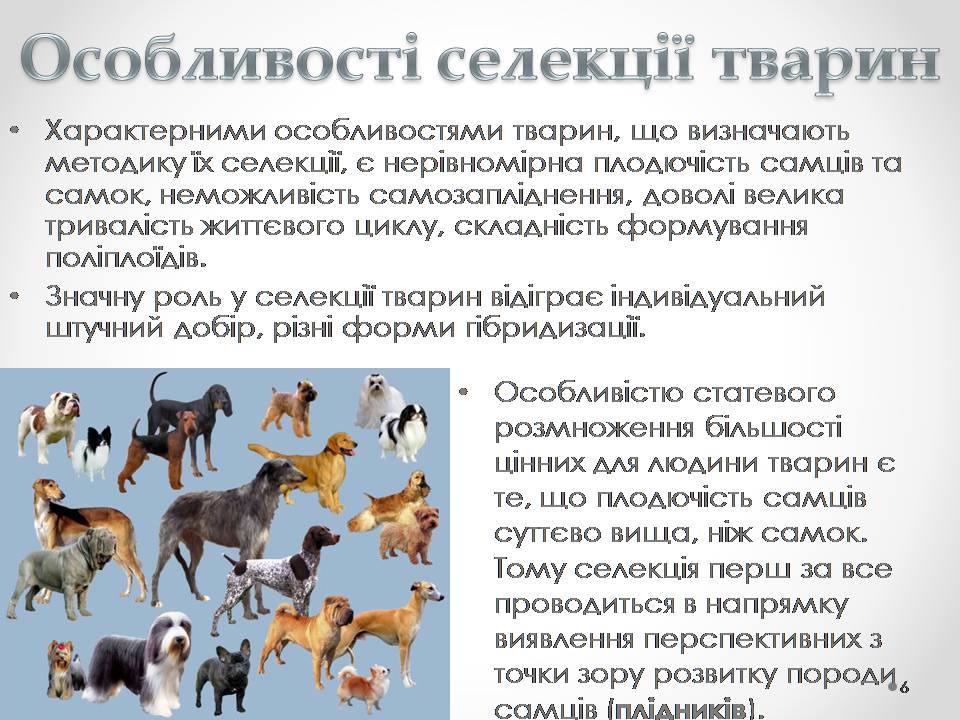 Презентація на тему «Генетичні основи селекції організмів» (варіант 2) - Слайд #6