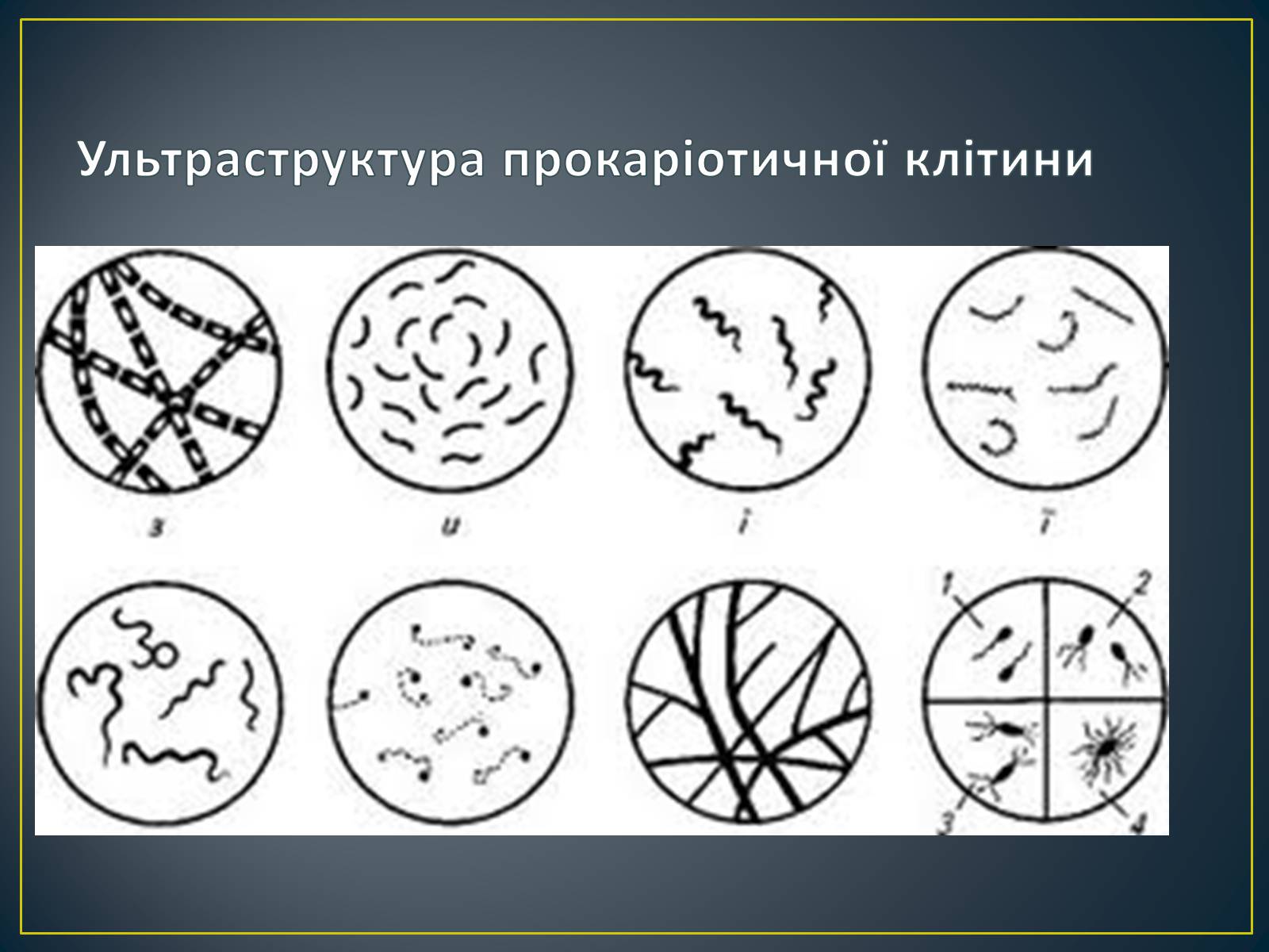 Презентація на тему «Будова клітин прокаріотів» - Слайд #9