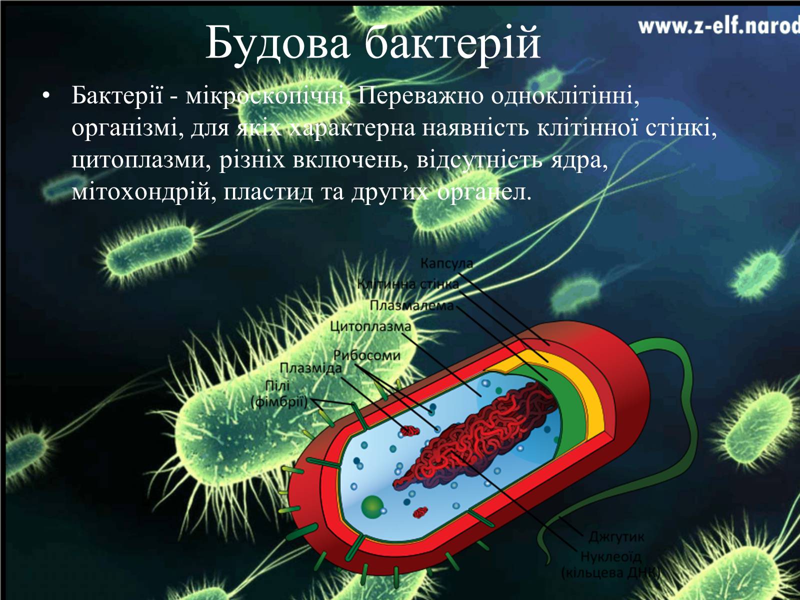 Презентація на тему «Бактерії та їх значення» - Слайд #4