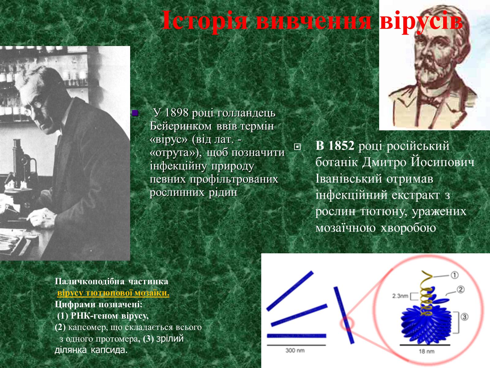 Презентація на тему «Віруси, їхня будова, життєвий цикл» (варіант 1) - Слайд #5