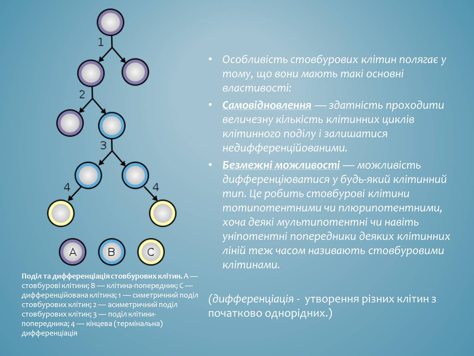Презентація на тему «Стовбурові клітини» (варіант 3) - Слайд #3