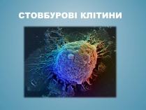 Презентація на тему «Стовбурові клітини» (варіант 3)