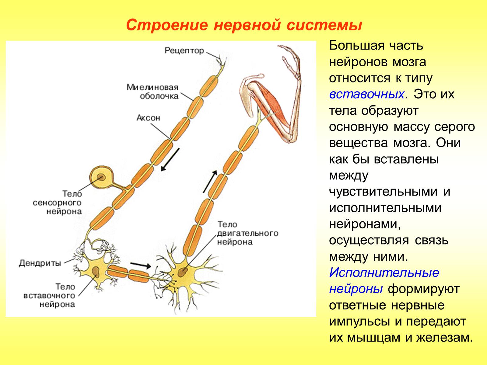 Цепь образована. Вставочный Нейрон строение. Чувствительные Нейроны передают. Вставочные нервные клетки. Вставочные промежуточные Нейроны.