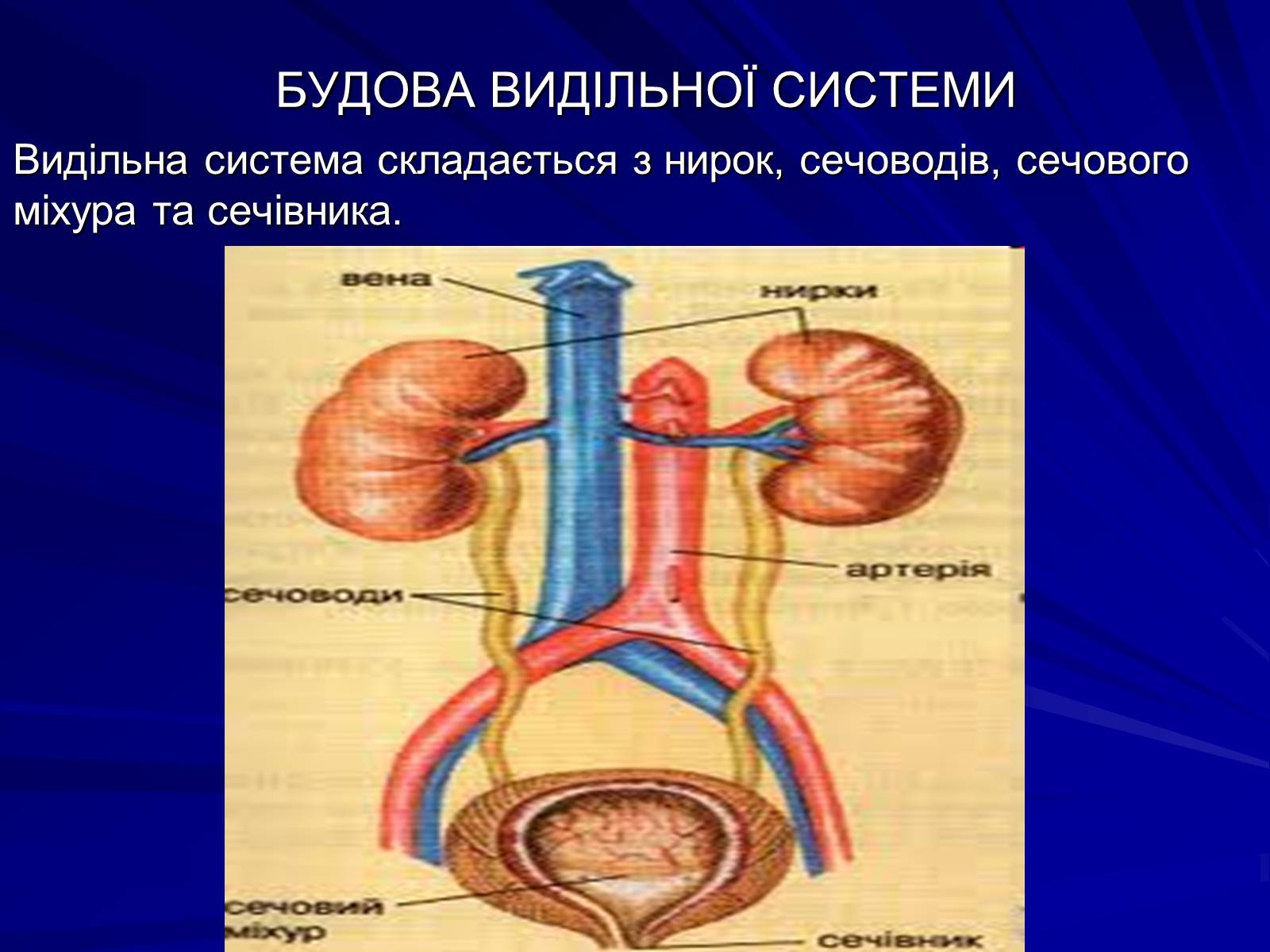 Презентація на тему «Будова видільної системи» - Слайд #1