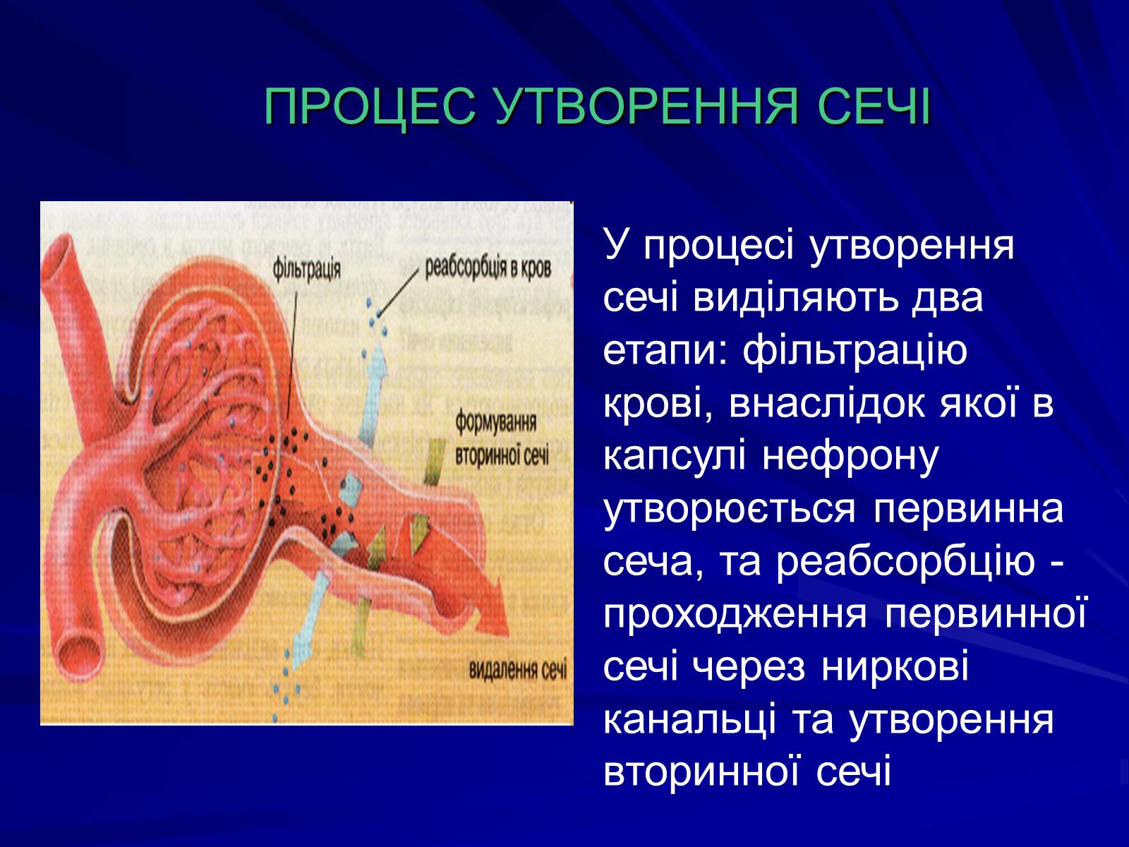 Презентація на тему «Будова видільної системи» - Слайд #4