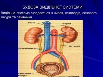 Презентація на тему «Будова видільної системи»