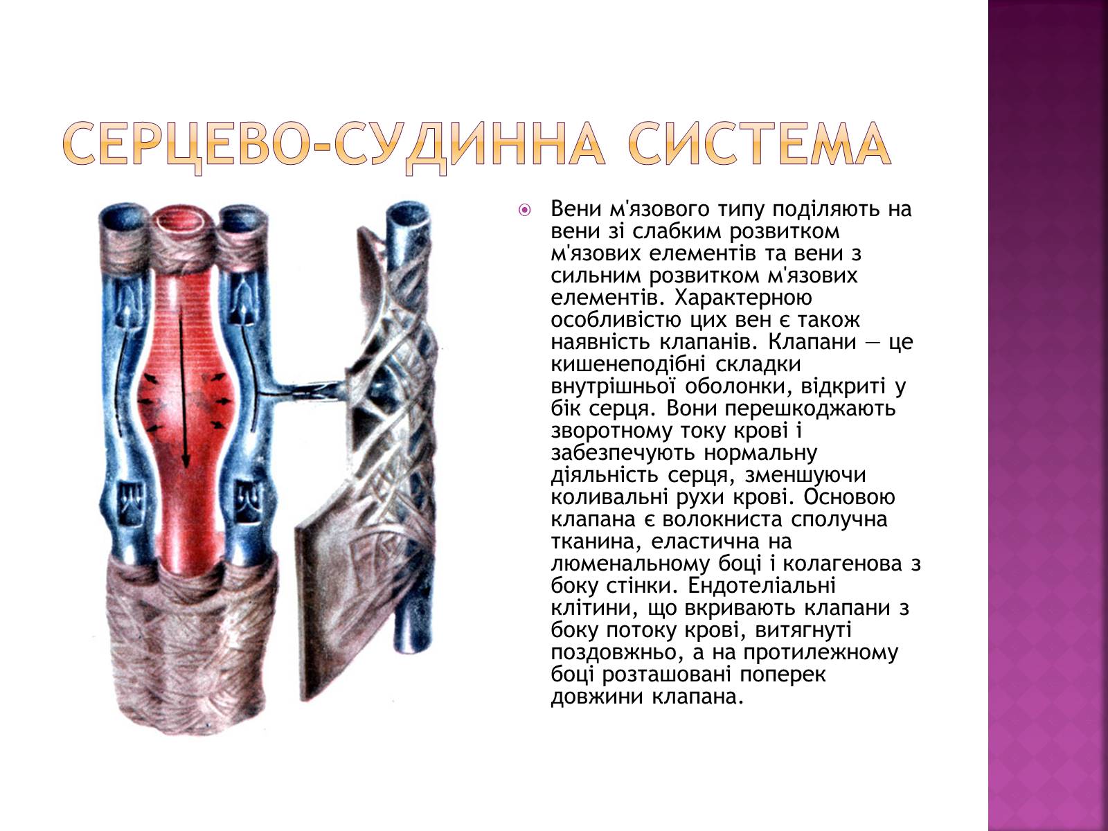 Презентація на тему «Хвороби серцево-судинної системи» (варіант 2) - Слайд #10