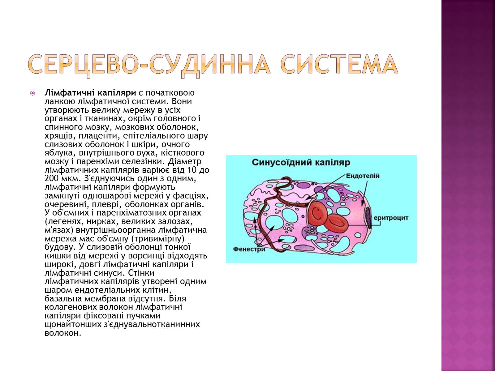 Презентація на тему «Хвороби серцево-судинної системи» (варіант 2) - Слайд #13