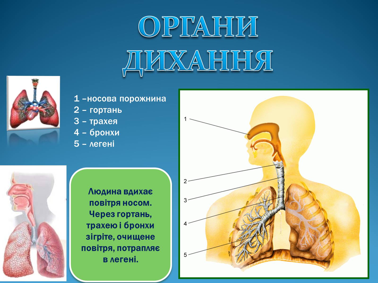 Презентація на тему «Дихання» (варіант 2) - Слайд #5