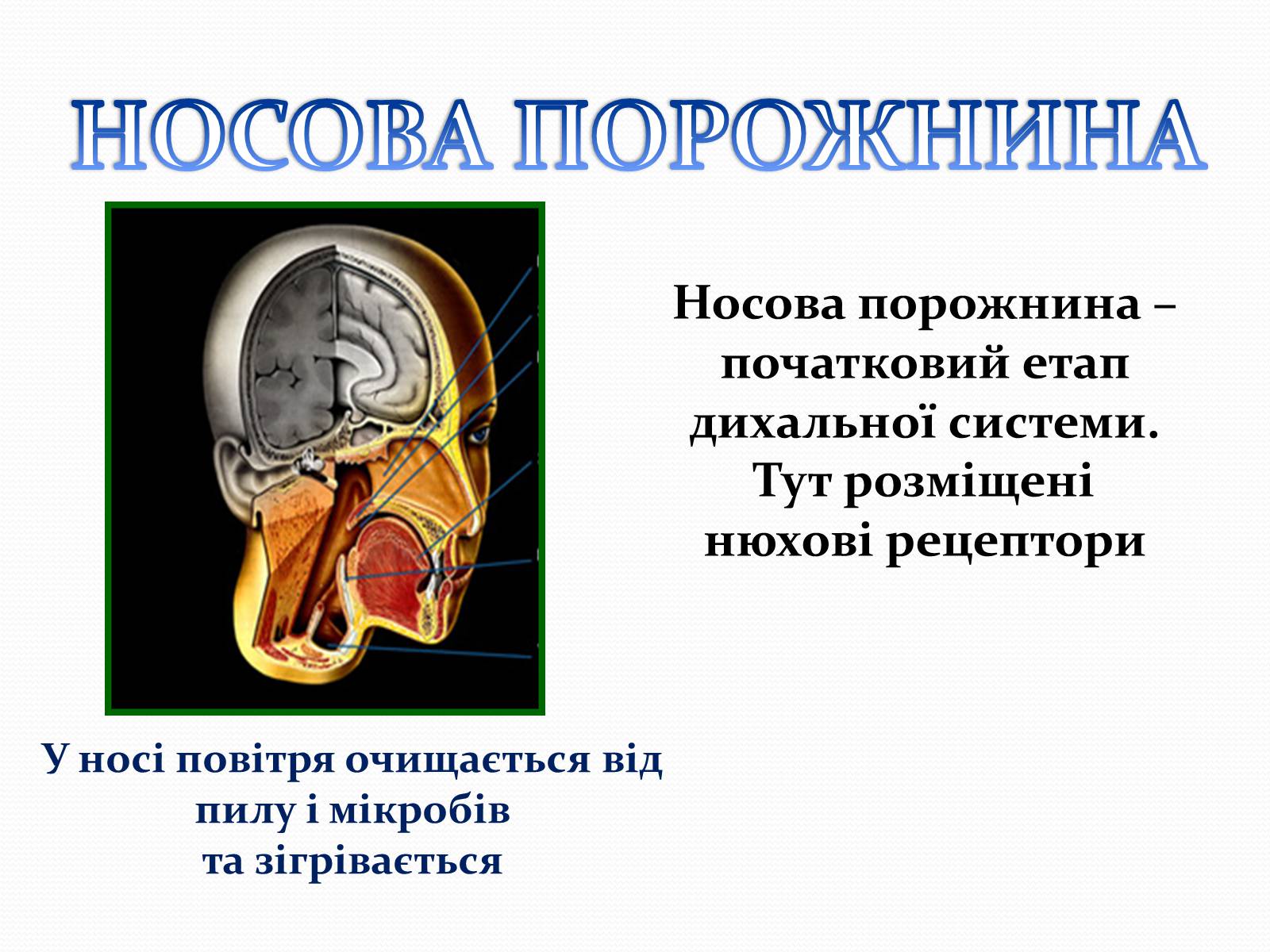 Презентація на тему «Дихання» (варіант 2) - Слайд #7