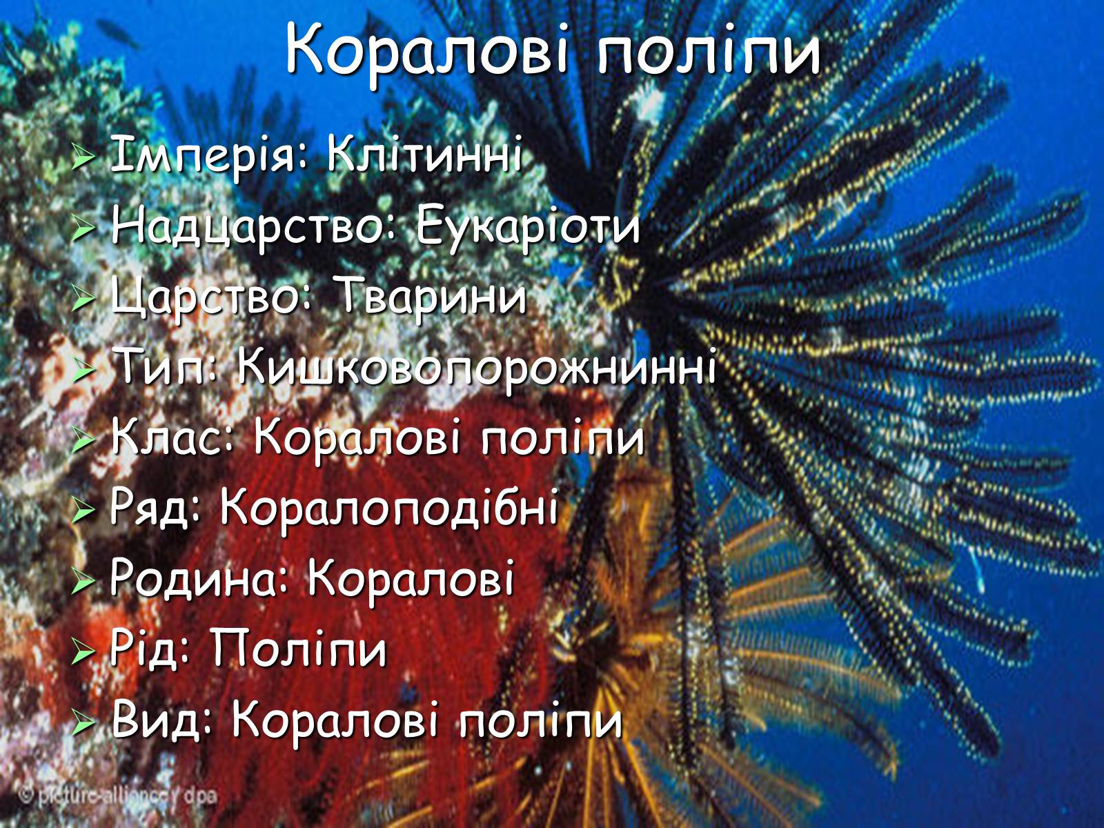 Презентація на тему «Коралові поліпи» - Слайд #2