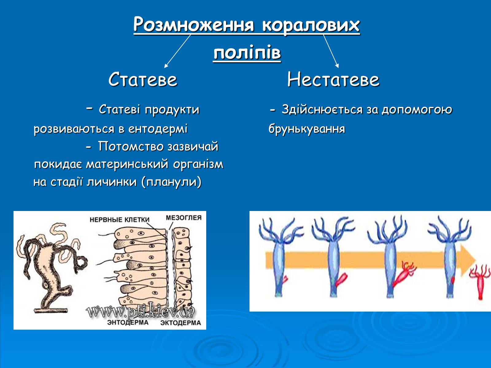 Презентація на тему «Коралові поліпи» - Слайд #5